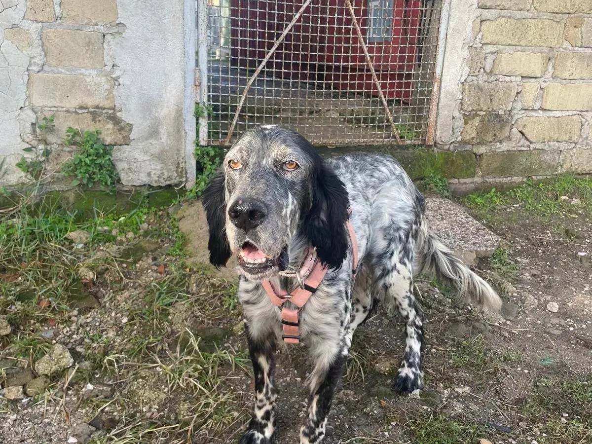 Adotta il cane AMON a Caserta