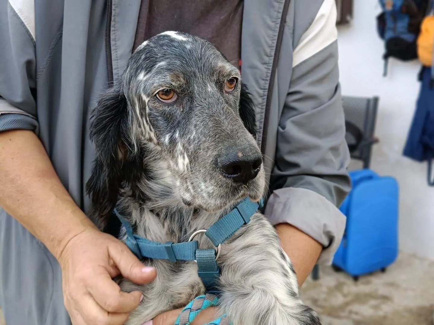 Adotta un cane, maschio, 2 anni, Caserta