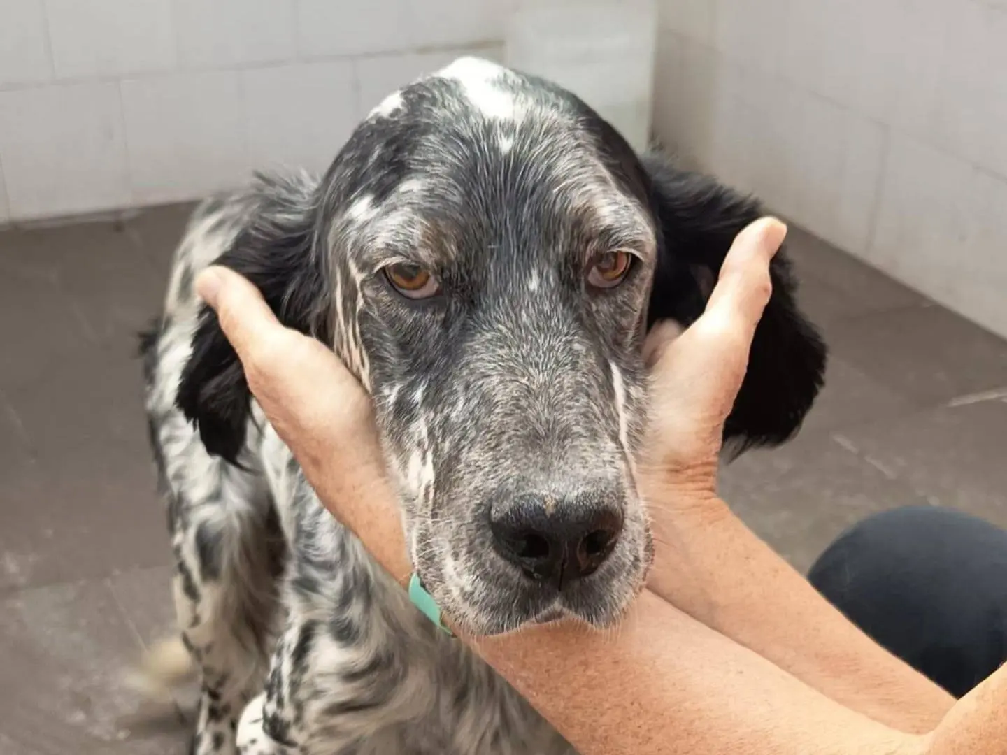 Vuoi adottare un cane a Caserta?