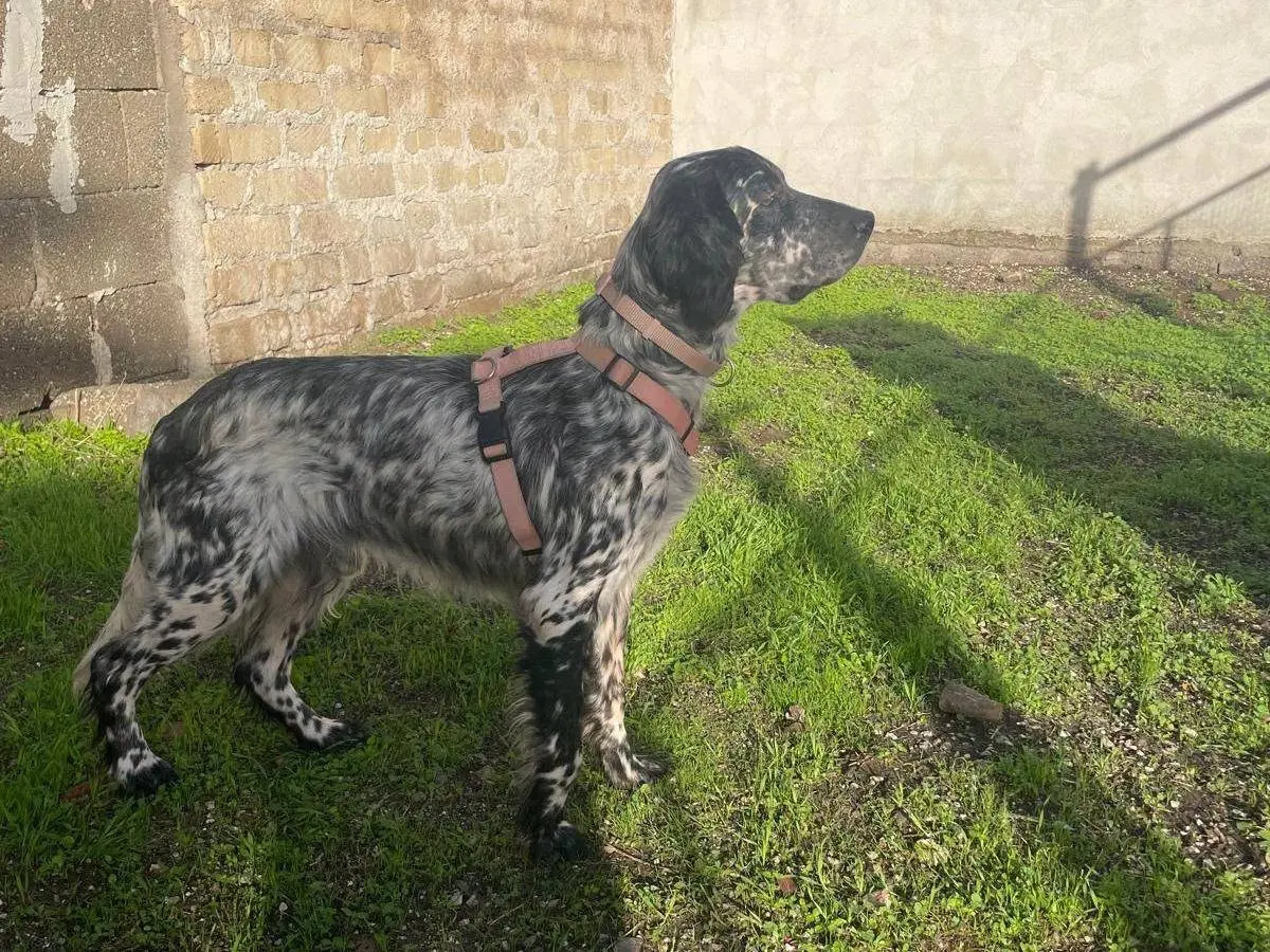 Adozione cane, maschio, Setter Inglese Razza sconosciuta, 2 anni, taglia media, Caserta