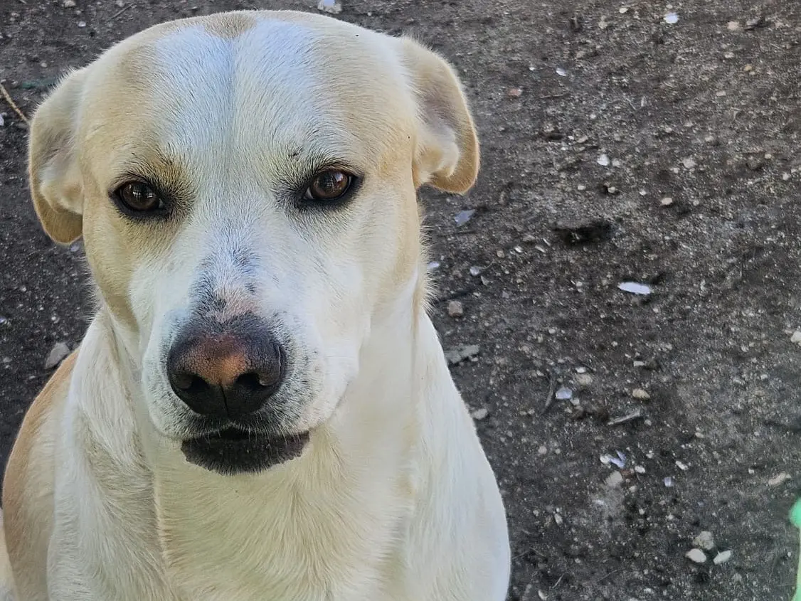 Adotta un cane, taglia media, maschio, Taranto