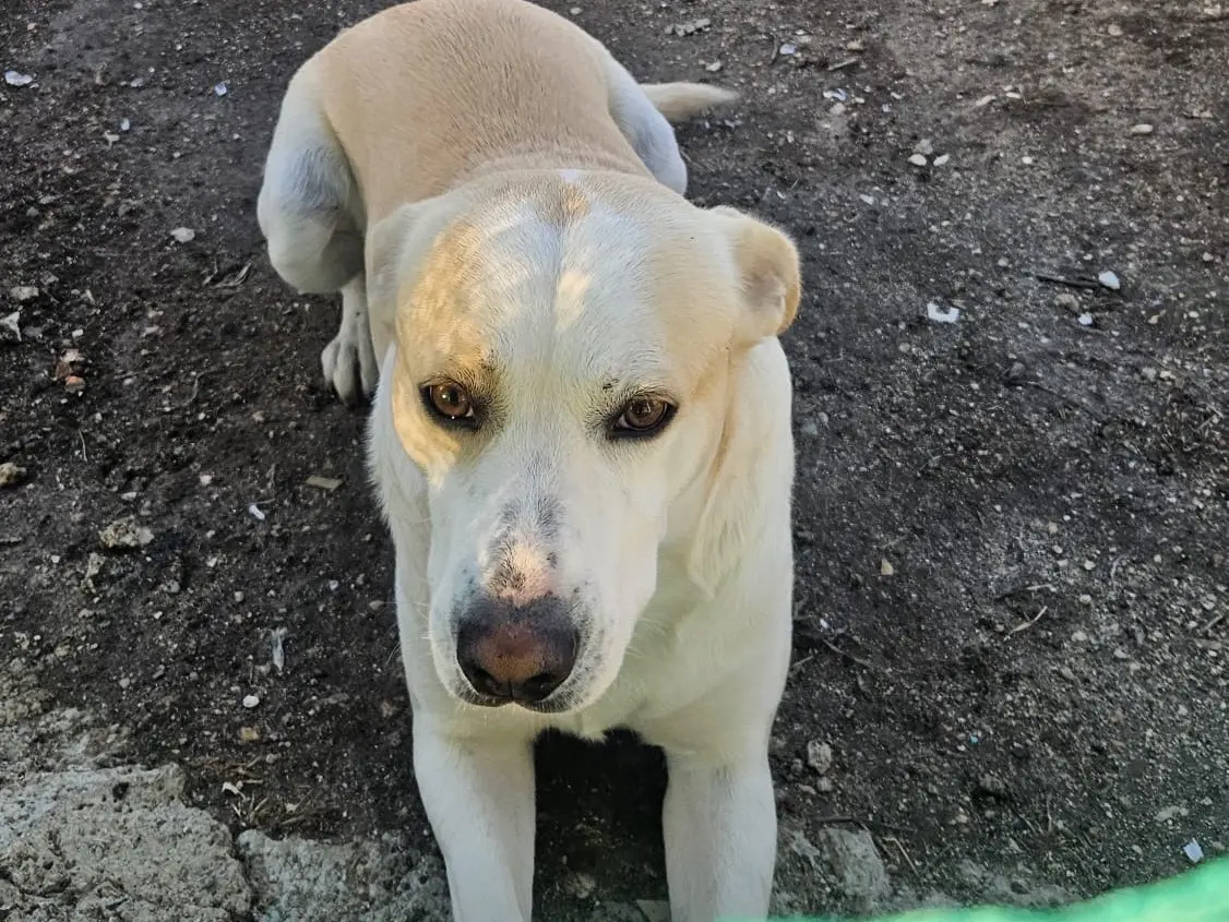 Adozione cane, maschio, Razza sconosciuta Razza sconosciuta, 3 anni, taglia media, Taranto