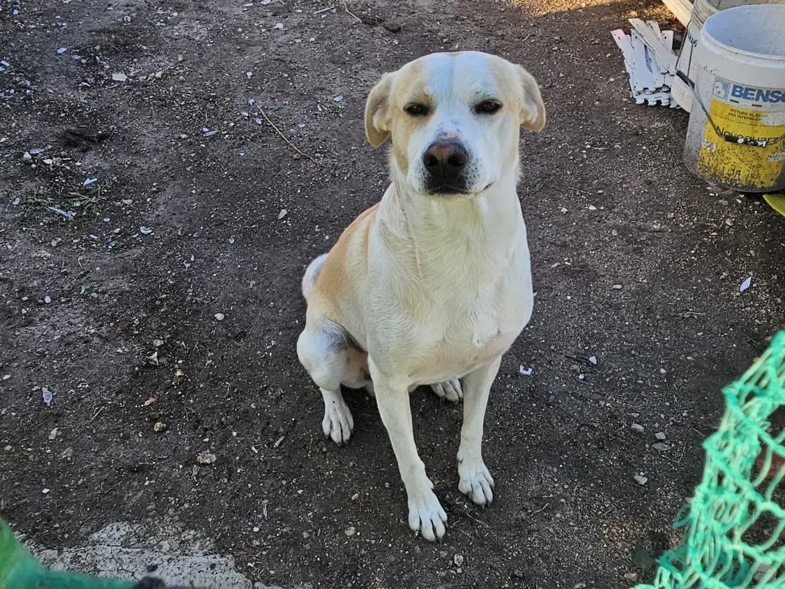 Adotta un cane, maschio, 3 anni, Taranto