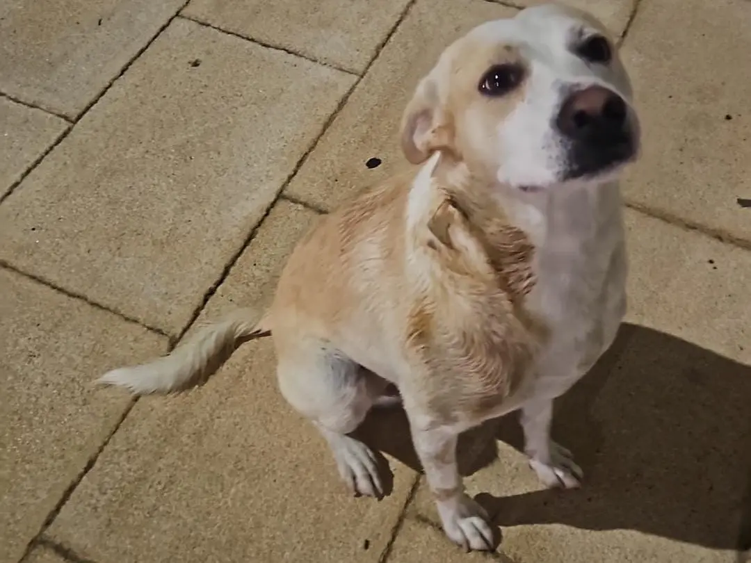 Vuoi adottare un cane a Taranto?