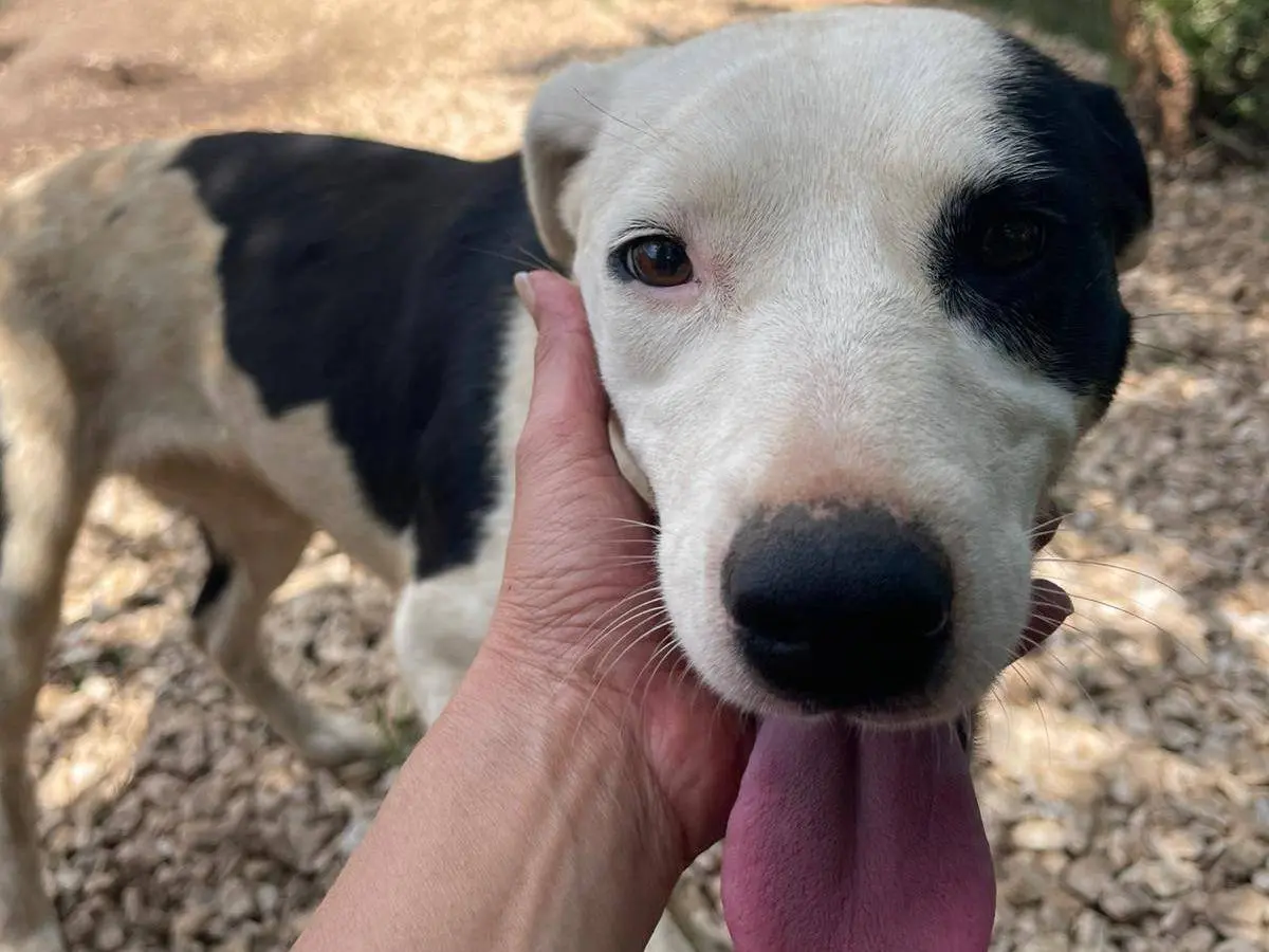 Adozione cane, femmina, Pitbull Border Collie, 2 anni e 9 mesi, taglia media contenuta, Frosinone
