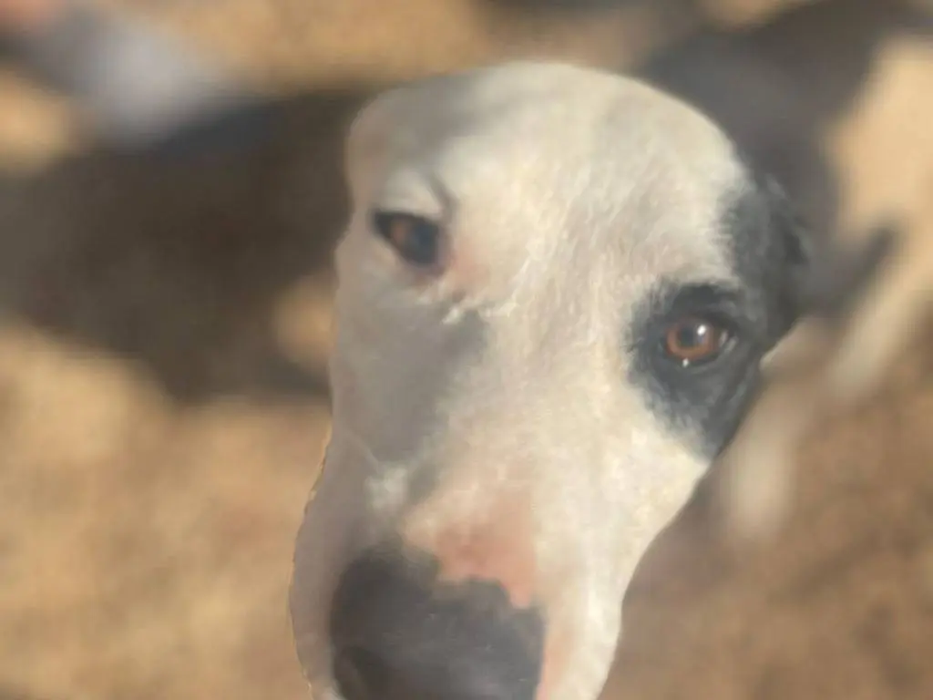 Adotta un cane, femmina, 2 anni e 9 mesi, Frosinone