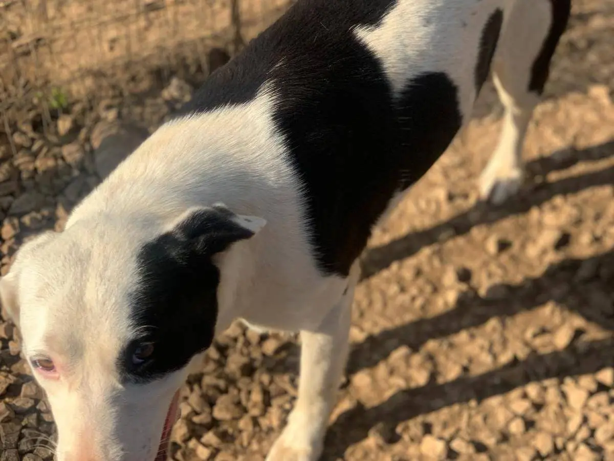 Adotta un cane, taglia media contenuta, femmina, Frosinone
