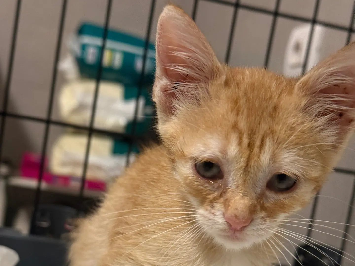 Adozione gatto, maschio, Razza sconosciuta Razza sconosciuta, 1 mese, taglia non valida, Bari