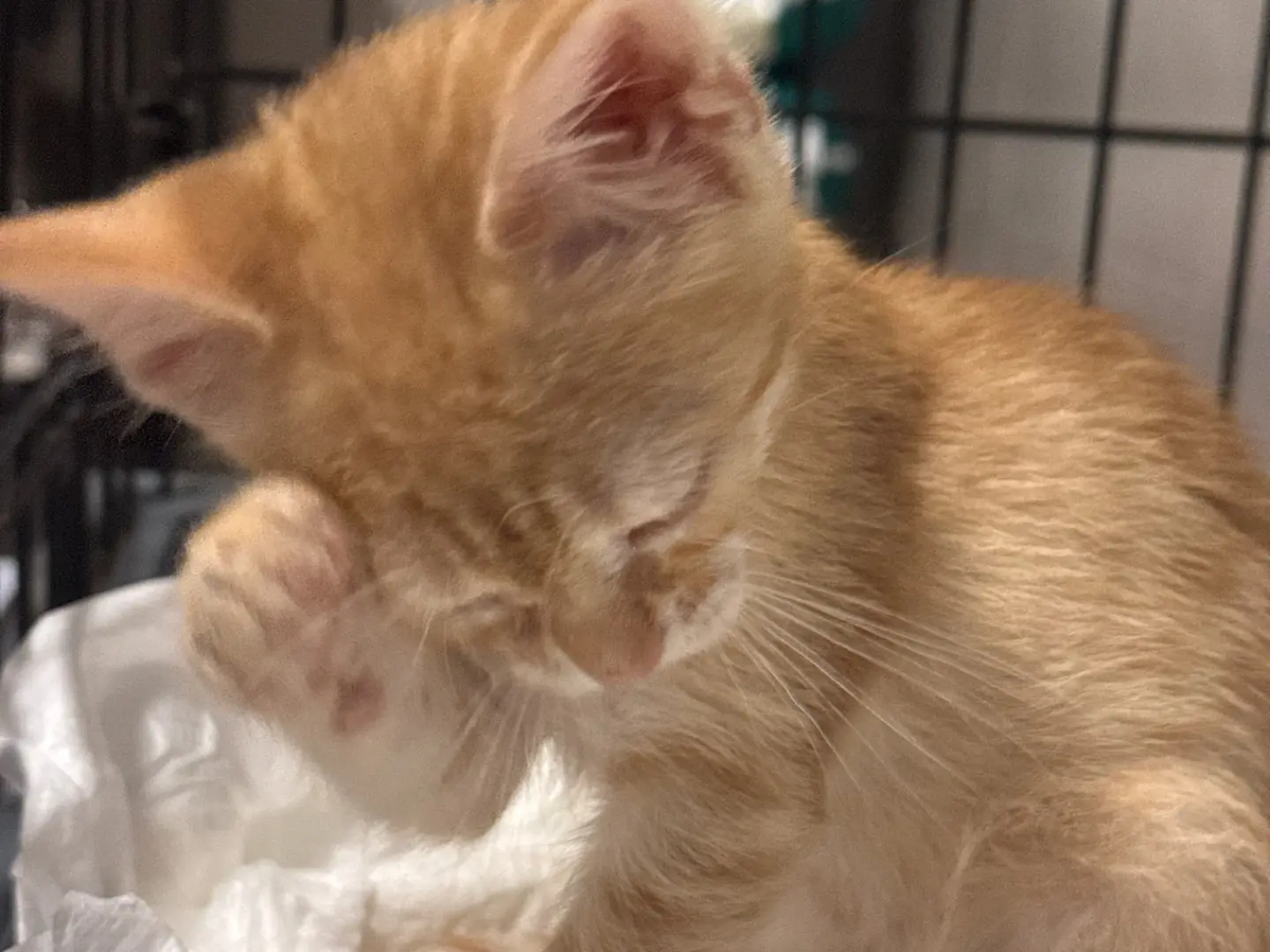 Adotta un gatto, taglia non valida, maschio, Bari