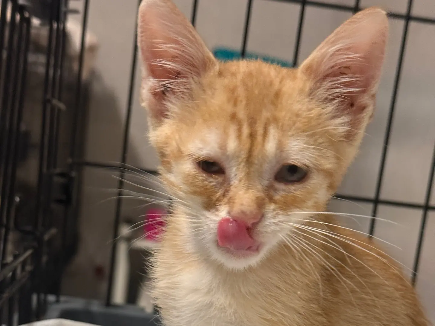 Adotta un gatto, maschio, 1 mese, Bari