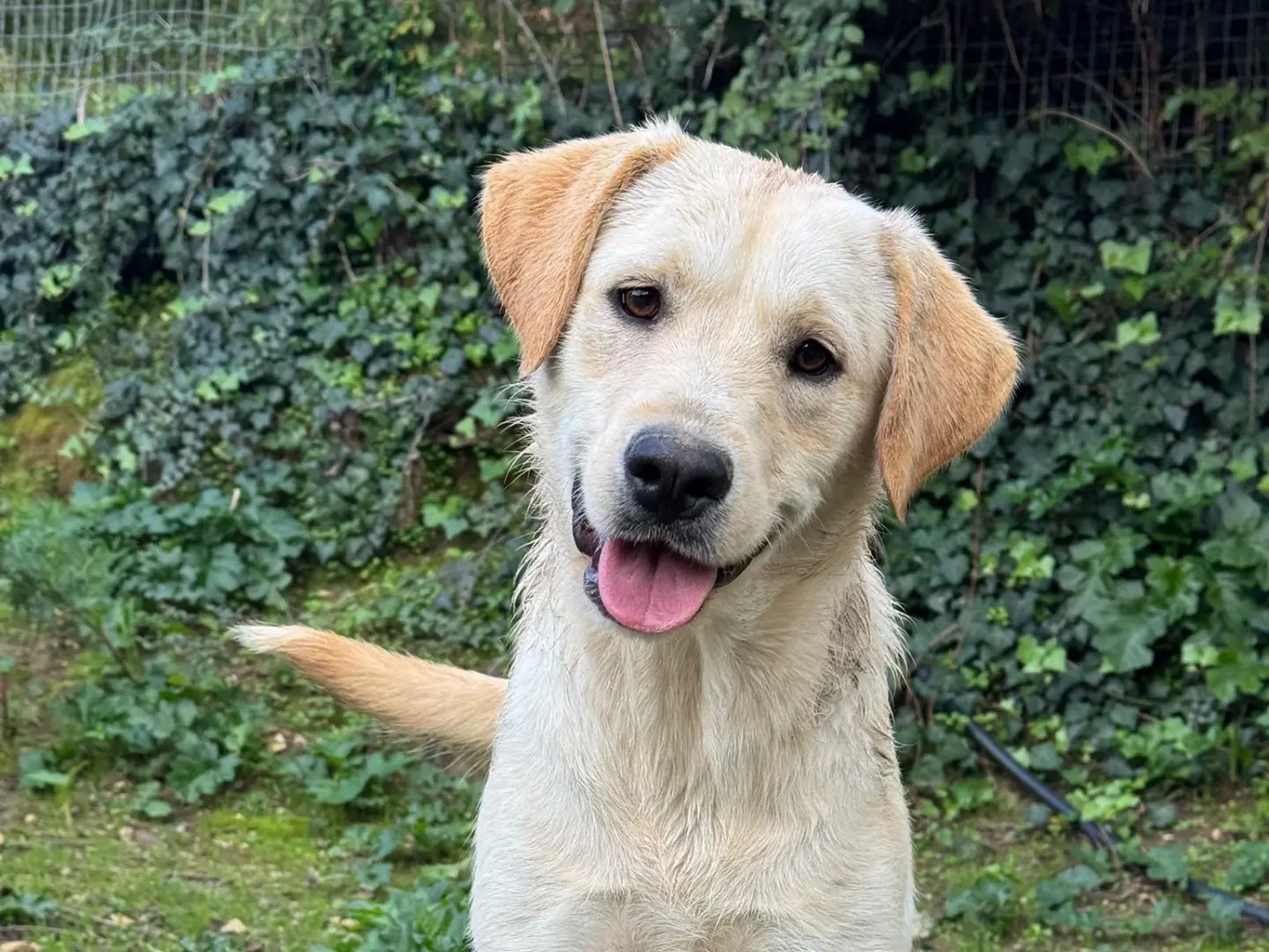 Adozione cane, femmina, Labrador Retriever Razza sconosciuta, 10 mesi, taglia media, Palermo