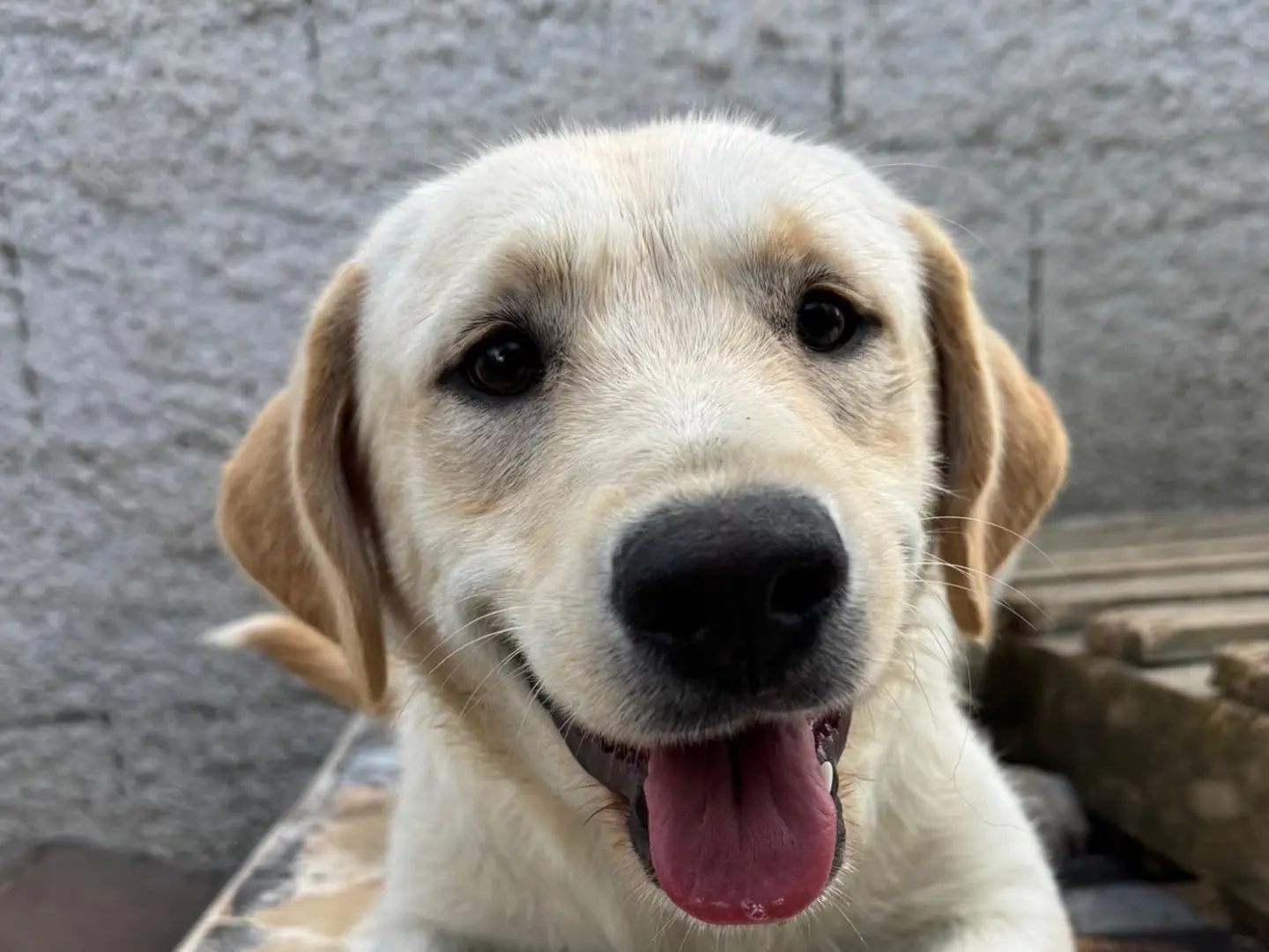 Adotta un cane, taglia media, femmina, Palermo