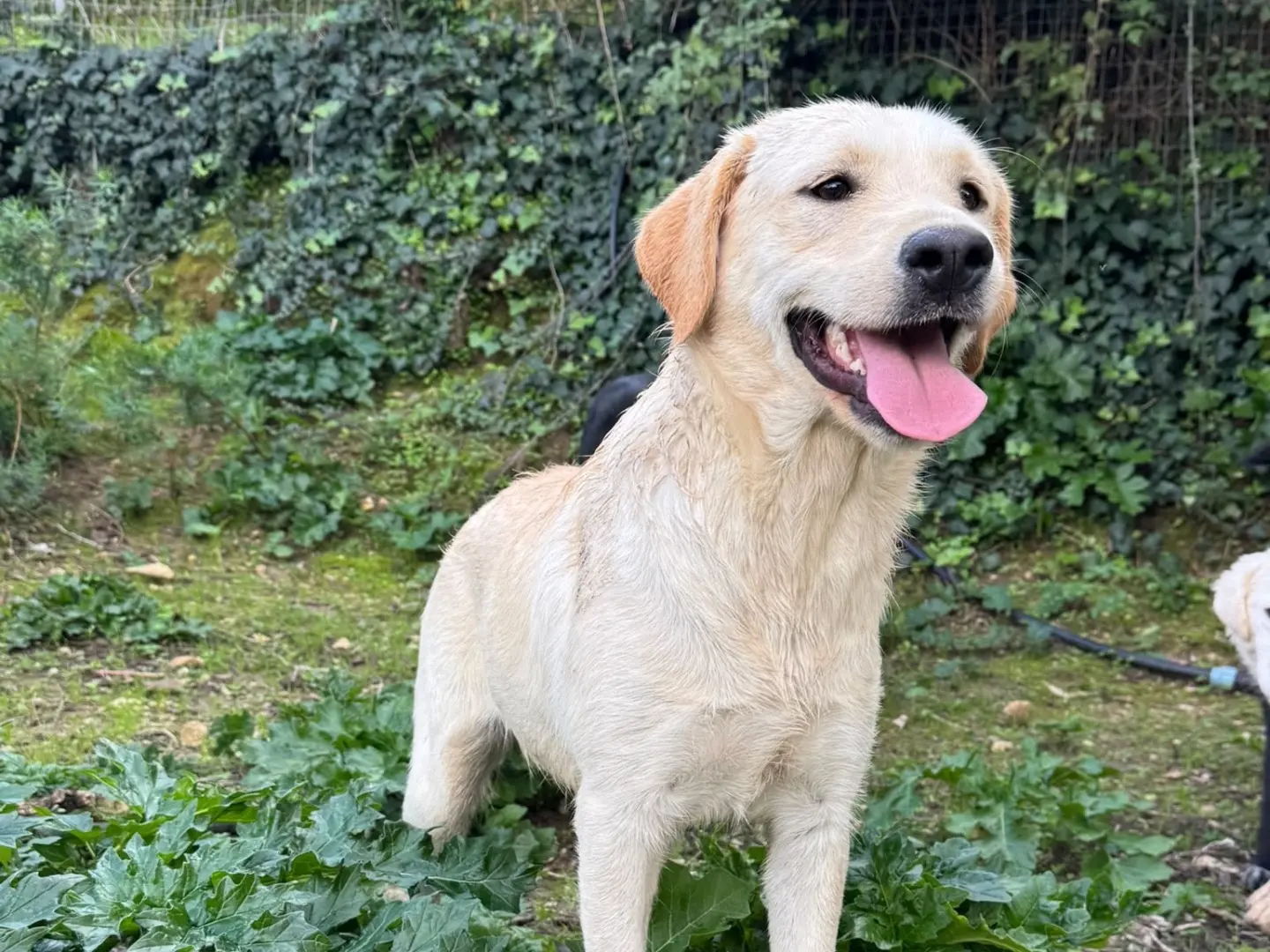 Adotta un cane, femmina, 10 mesi, Palermo