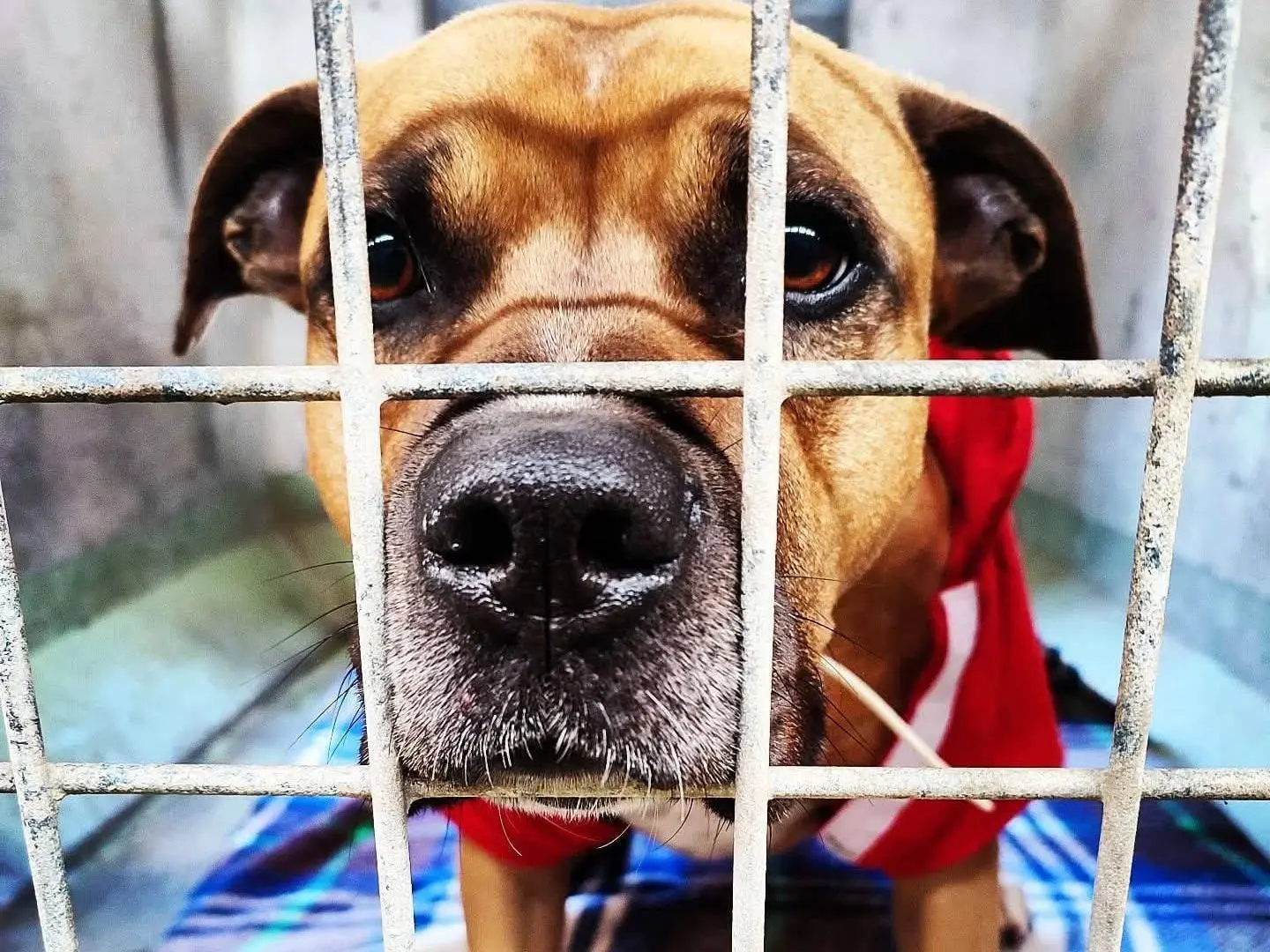 Adozione cane, maschio, Pitbull Razza sconosciuta, 7 anni e 7 mesi, taglia grande, Roma