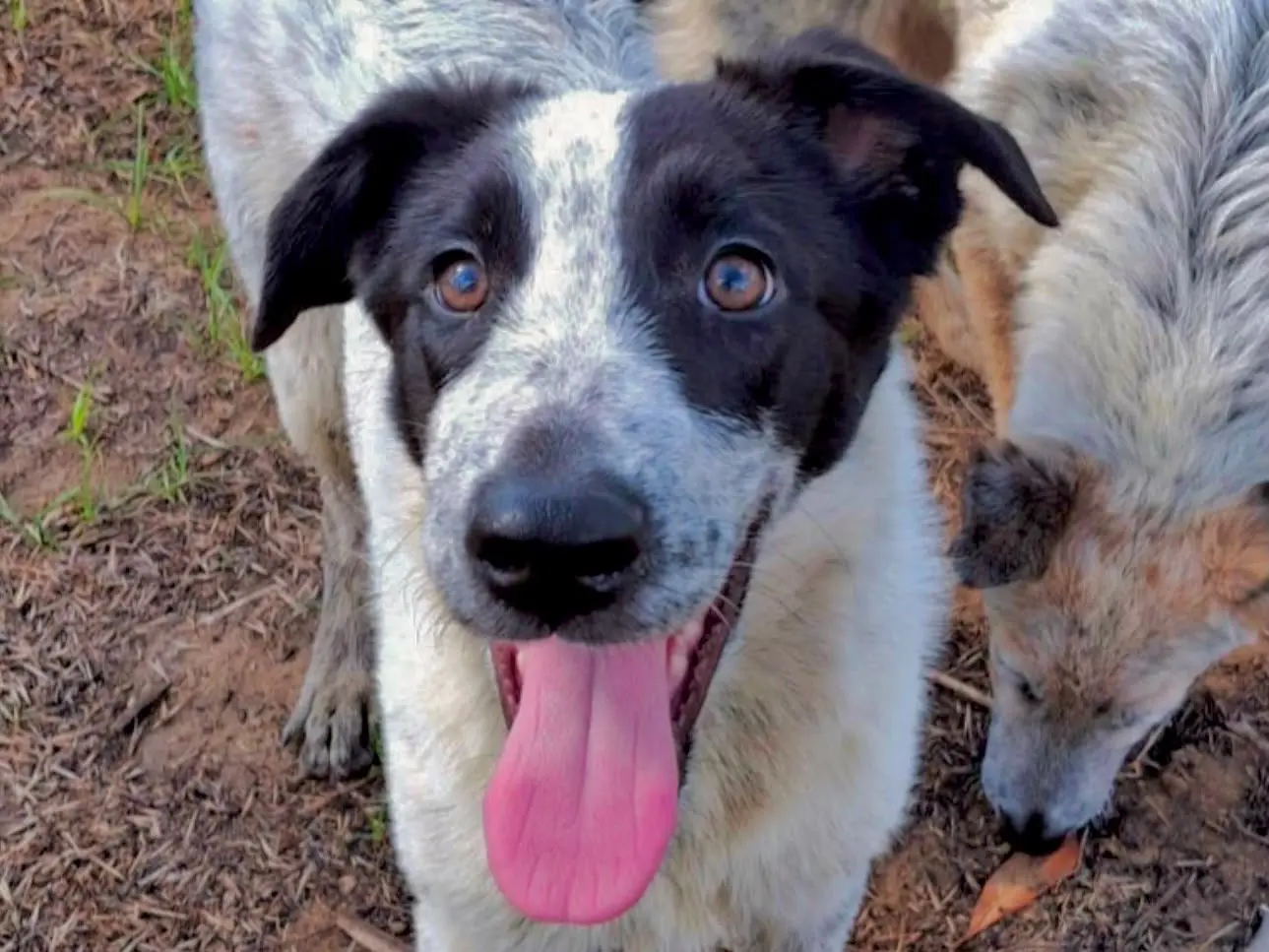 Adozione cane, femmina, Razza sconosciuta Razza sconosciuta, 5 mesi, taglia media, Crotone