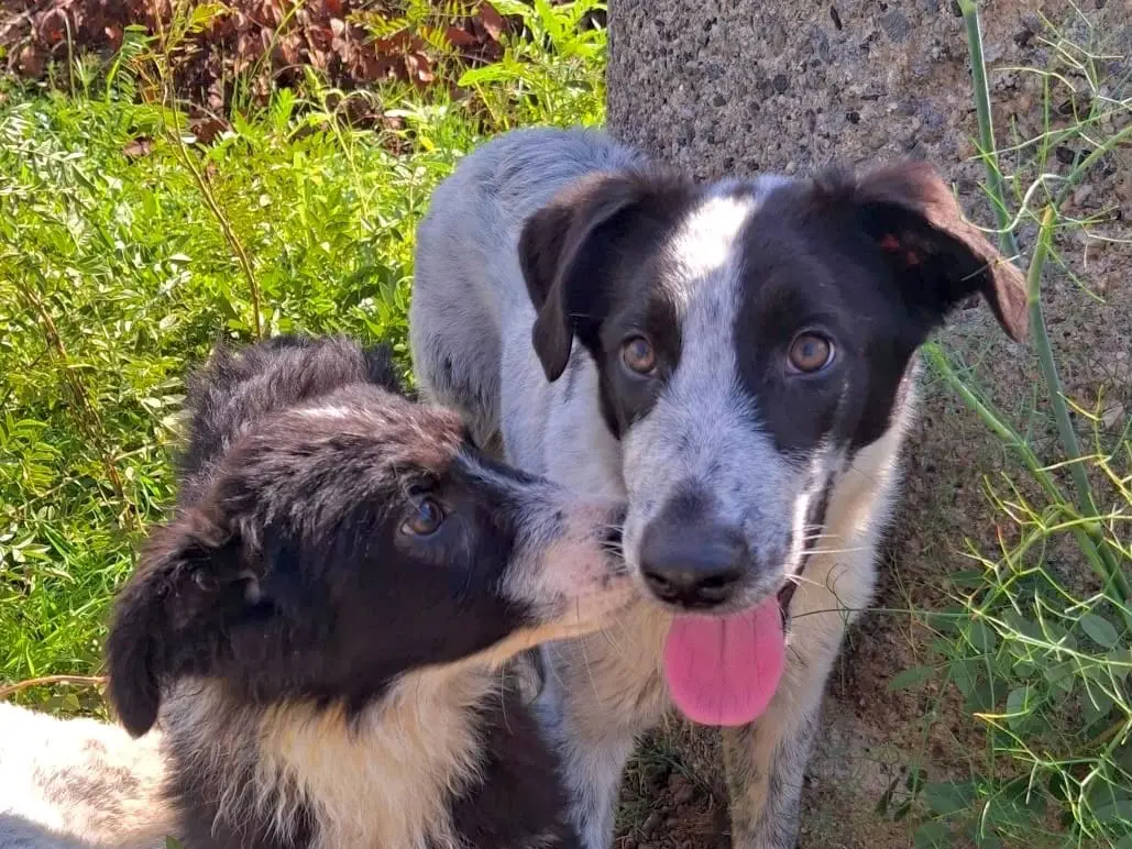 Adotta un cane, femmina, 5 mesi, Crotone