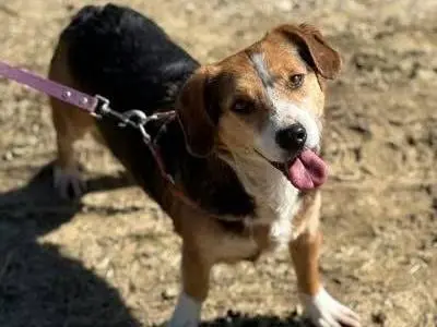 Adotta un cane, maschio, 7 anni e 2 mesi, Firenze
