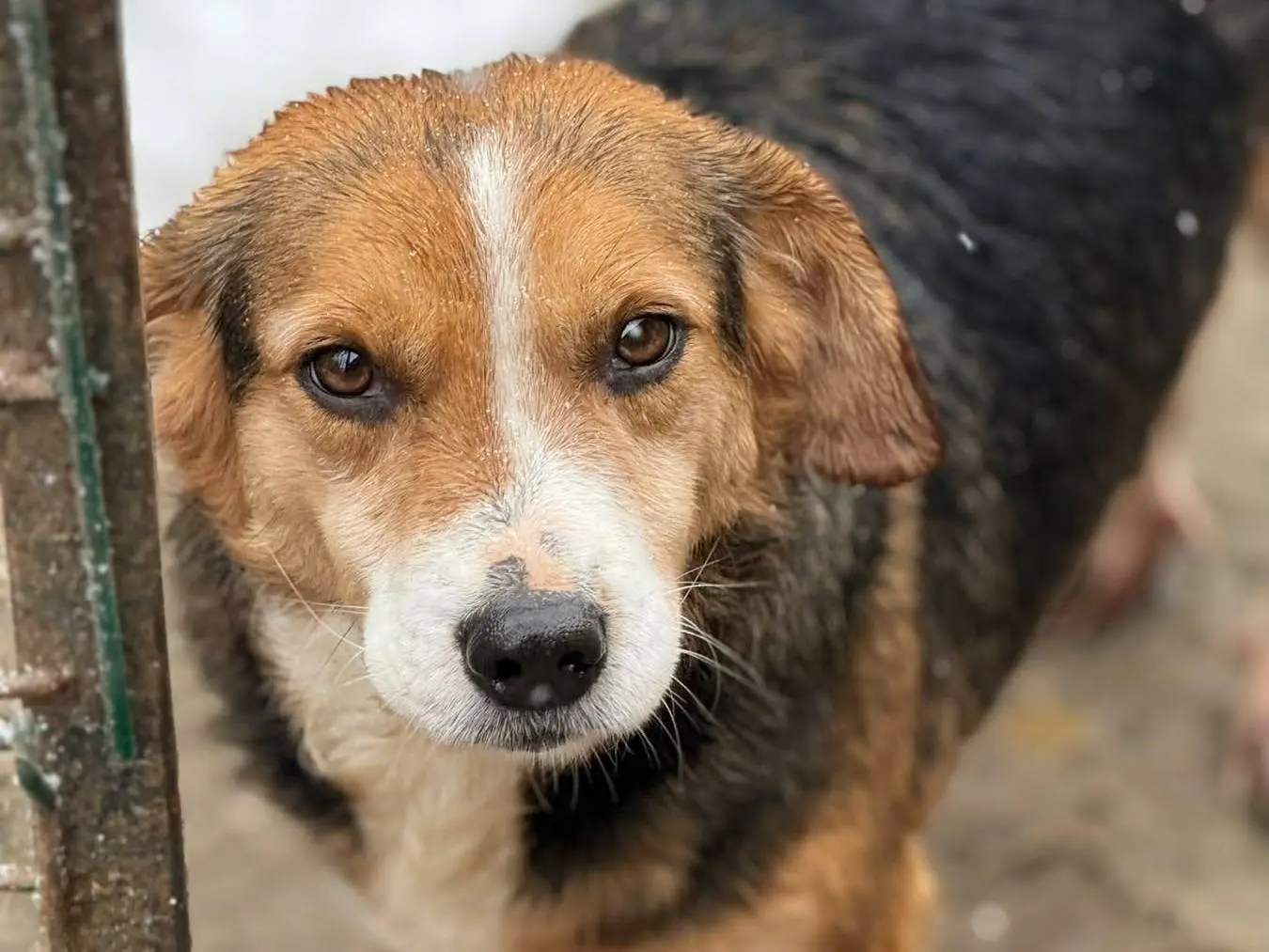 Adozione cane, maschio, Razza sconosciuta Razza sconosciuta, 7 anni e 2 mesi, taglia media contenuta, Firenze