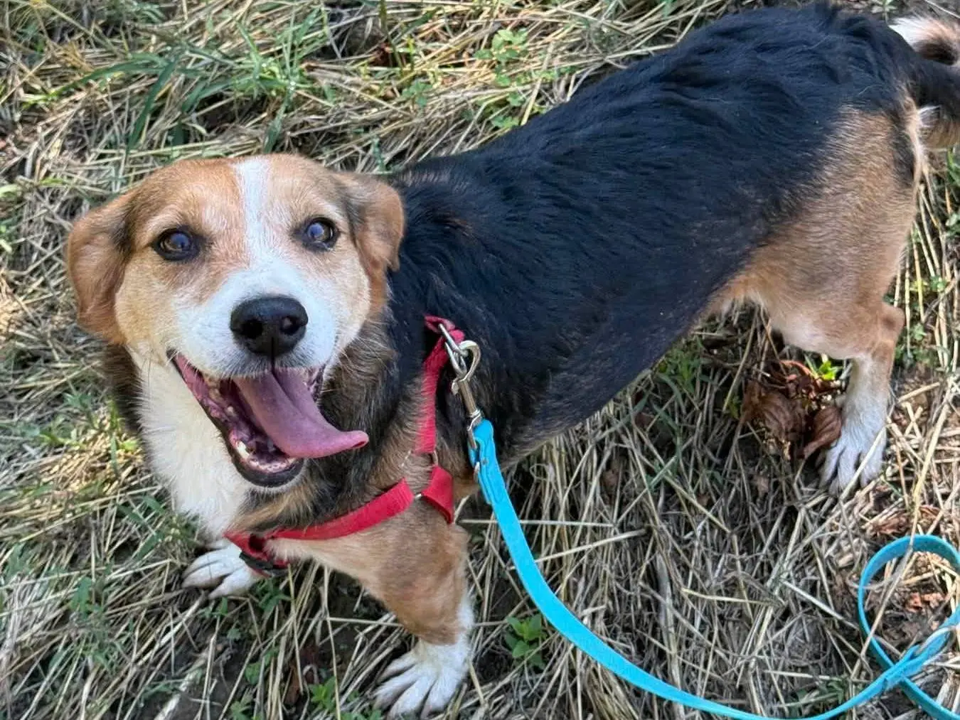 Adotta un cane, taglia media contenuta, maschio, Firenze