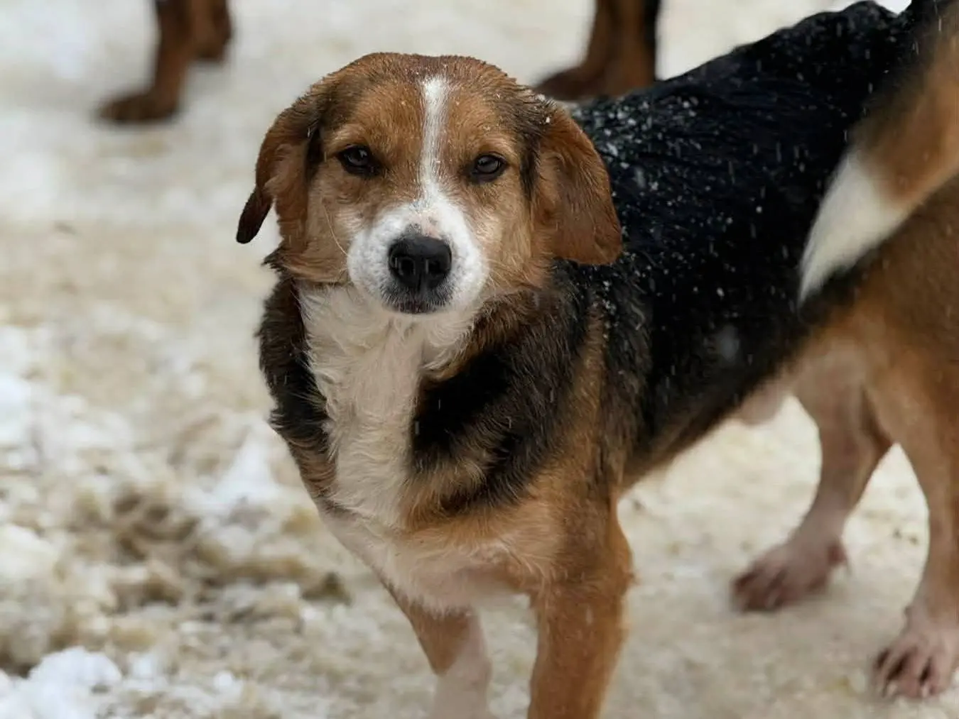 Adotta il cane BIGGY a Firenze