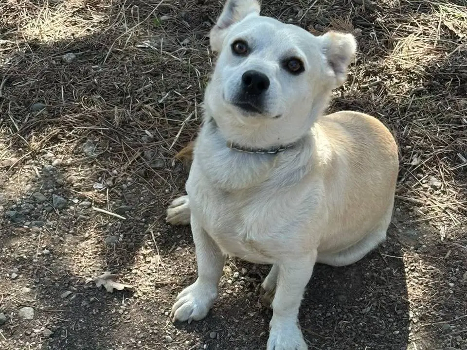 Adotta un cane, taglia piccola, maschio, Vibo