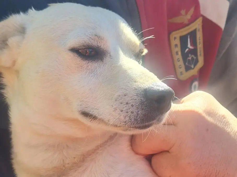 Adotta un cane, maschio, 1 anno, Vibo