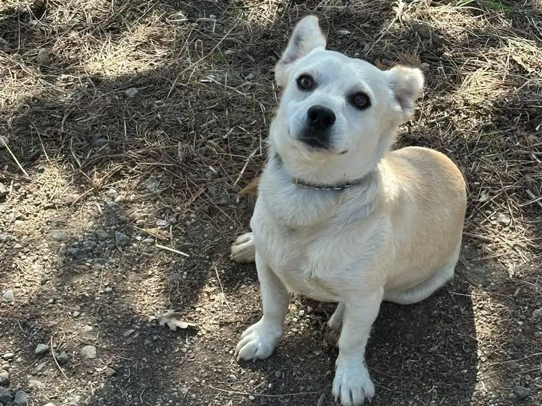 Adozione cane, maschio, Razza sconosciuta Razza sconosciuta, 1 anno, taglia piccola, Vibo