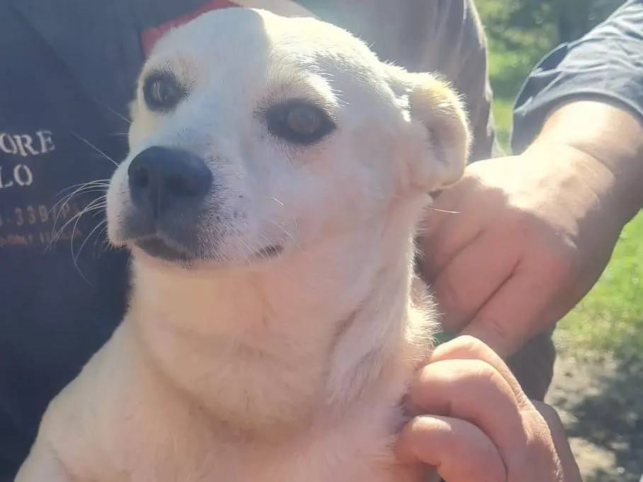 Vuoi adottare un cane a Vibo?