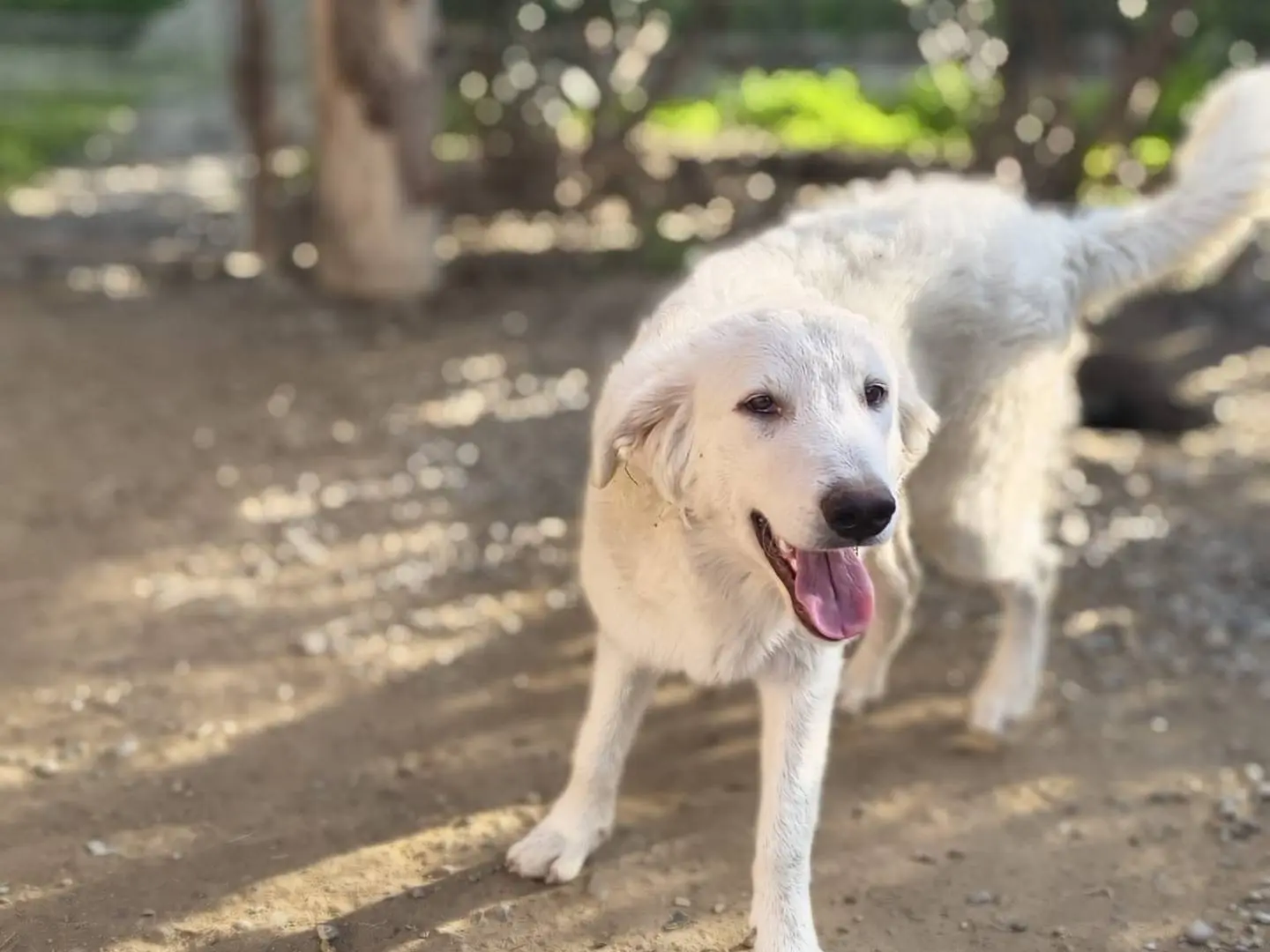 Adotta un cane, maschio, 1 anno e 4 mesi, Crotone