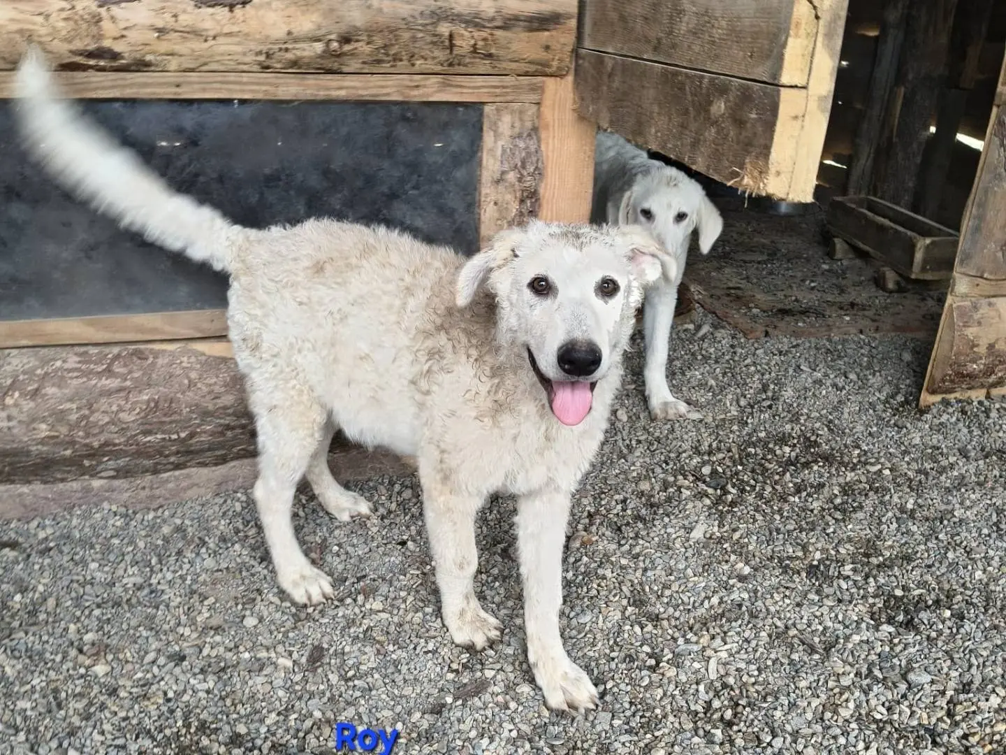 Adotta un cane, taglia media, maschio, Crotone