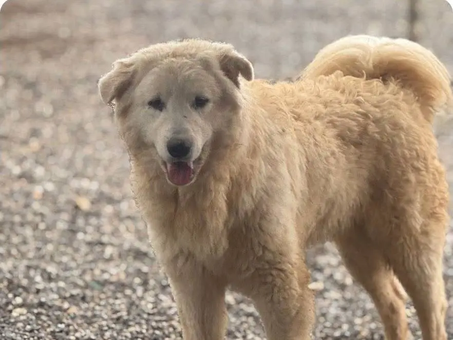 Adozione cane, maschio, Razza sconosciuta Razza sconosciuta, 1 anno e 4 mesi, taglia media, Crotone