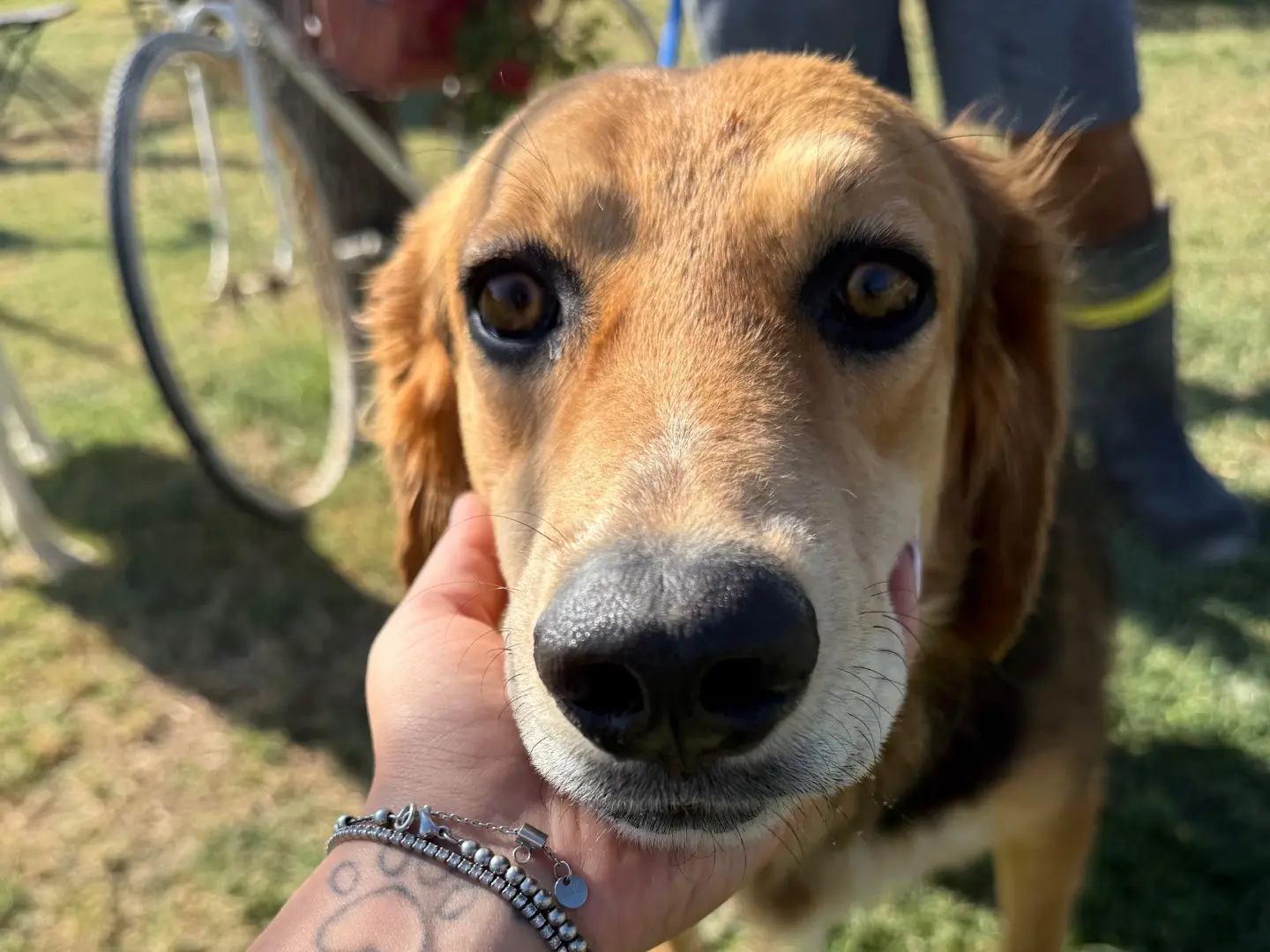 Adozione cane, femmina, Razza sconosciuta Razza sconosciuta, 3 anni e 4 mesi, taglia media, Matera