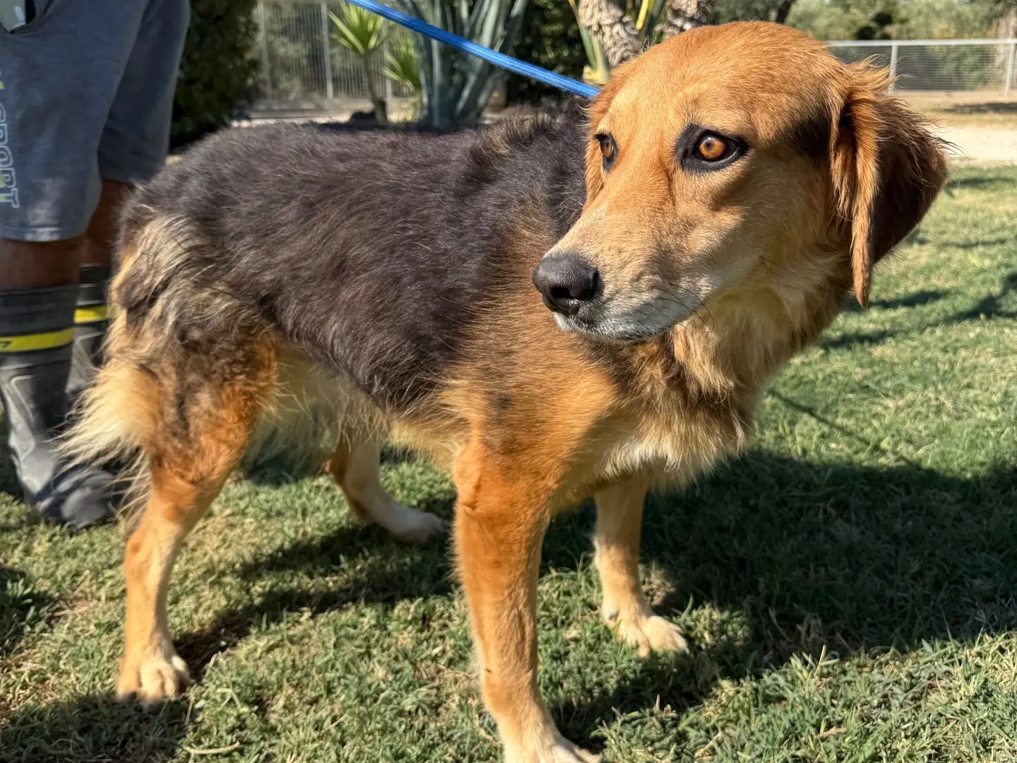 Adotta un cane, taglia media, femmina, Matera