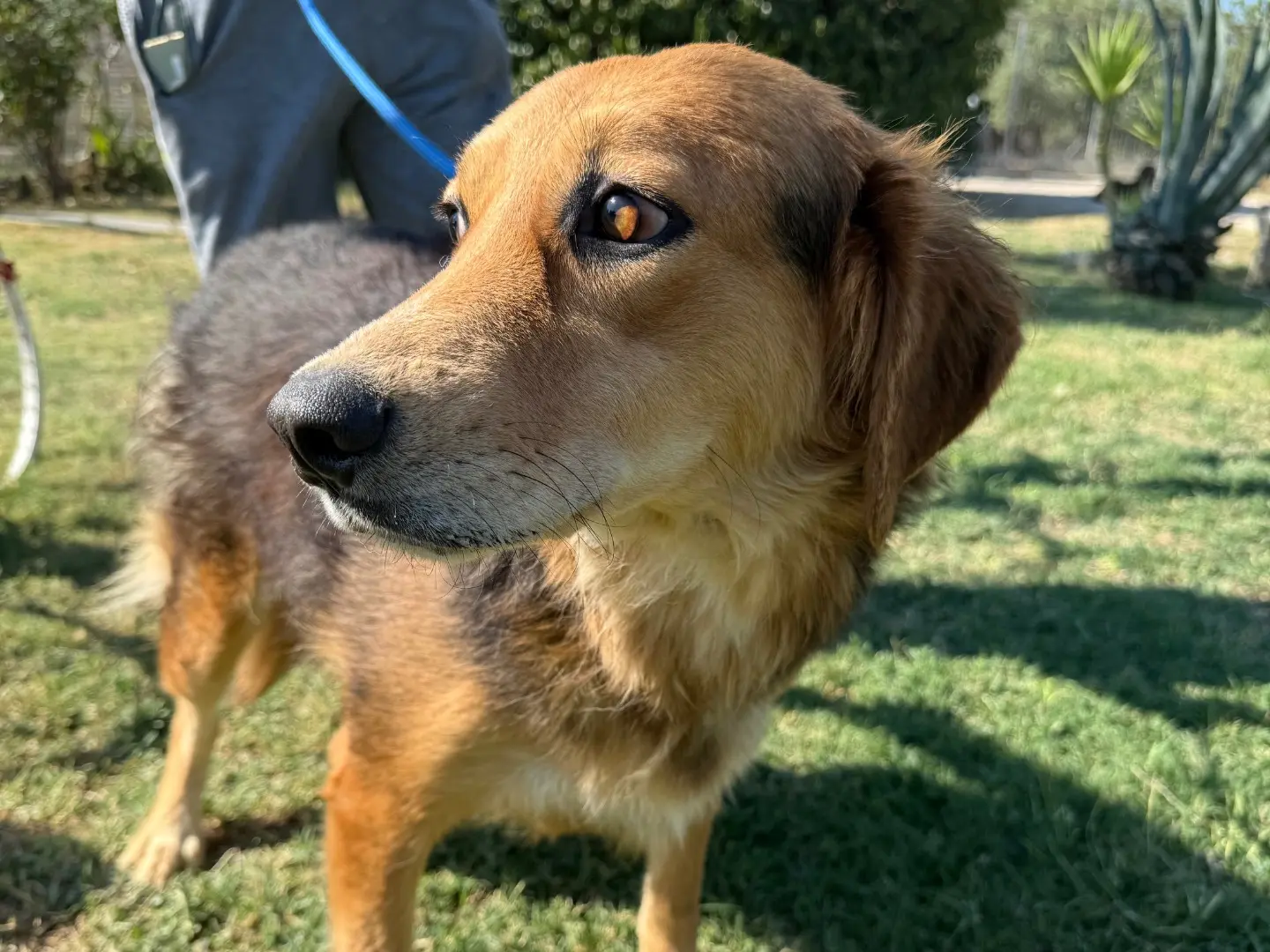 Adotta un cane, femmina, 3 anni e 4 mesi, Matera