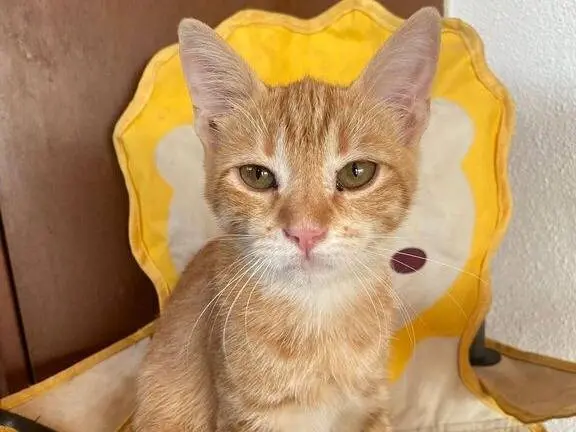Adozione gatto, maschio, Razza sconosciuta Razza sconosciuta, 1 anno e 4 mesi, taglia non valida, Messina