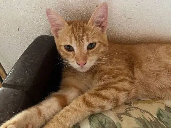 Adotta un gatto, maschio, 1 anno e 4 mesi, Messina