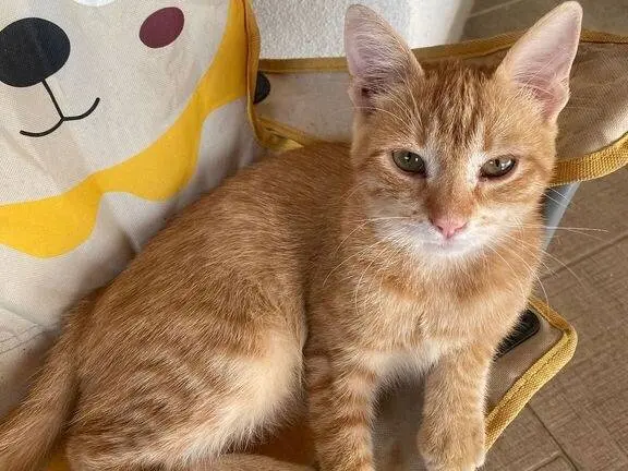 Adotta un gatto, taglia non valida, maschio, Messina