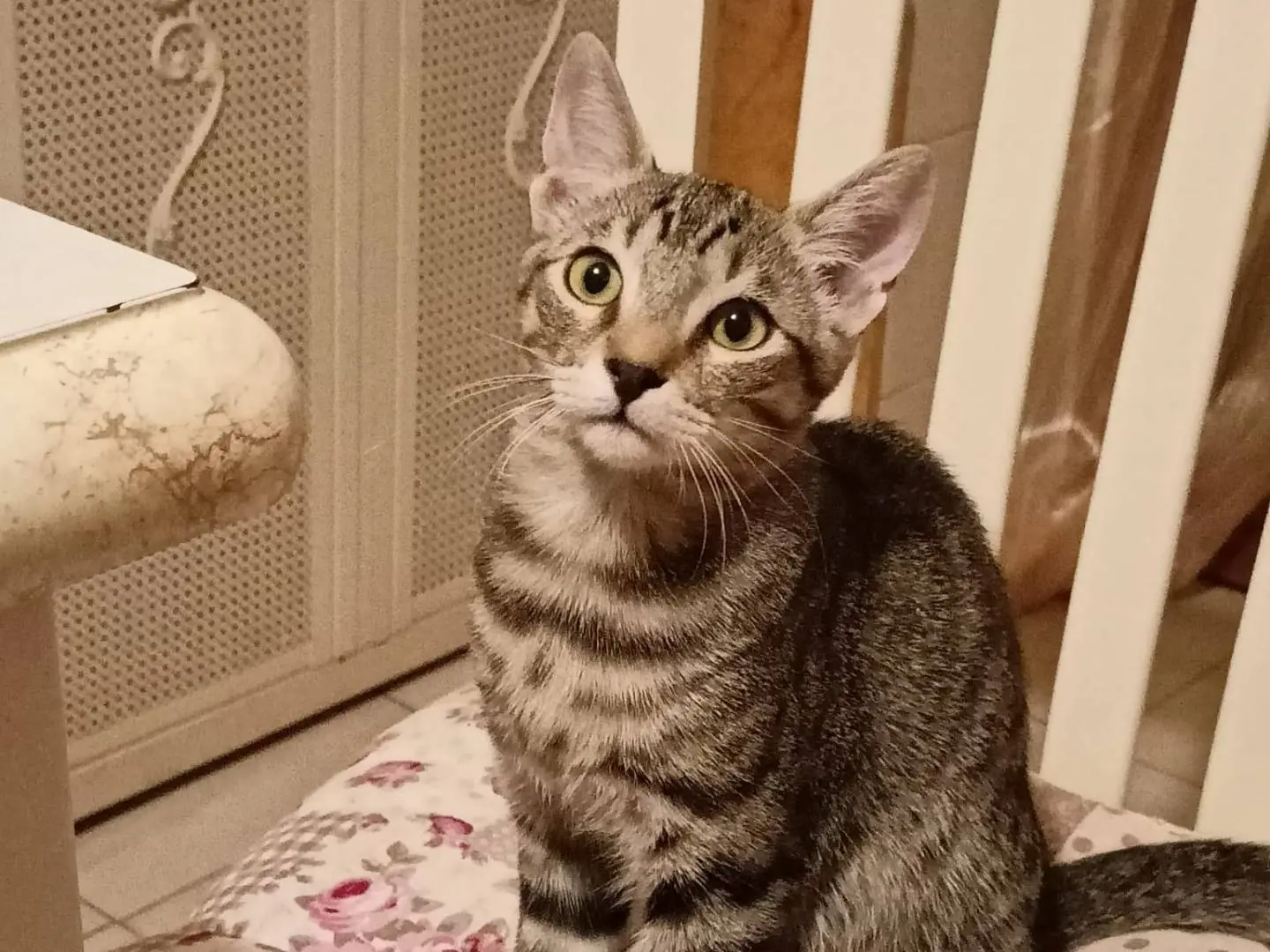 Adotta il gatto Pallino a Torino
