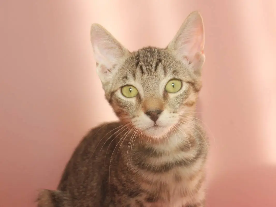 Vuoi adottare un gatto a Torino?
