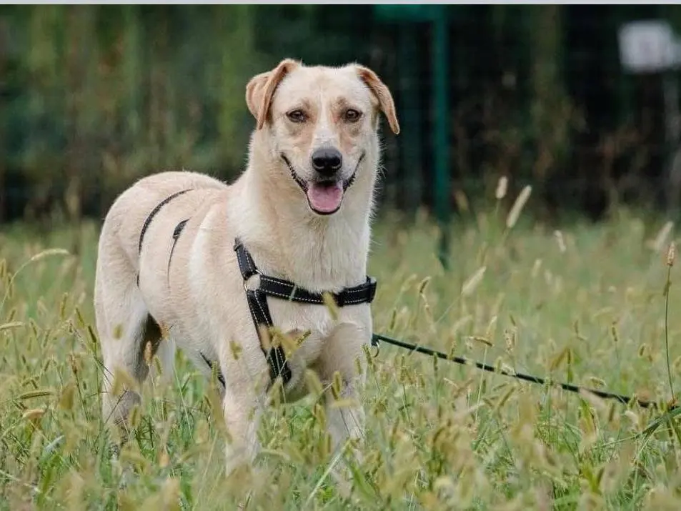 Adotta un cane, taglia media, femmina, Bergamo