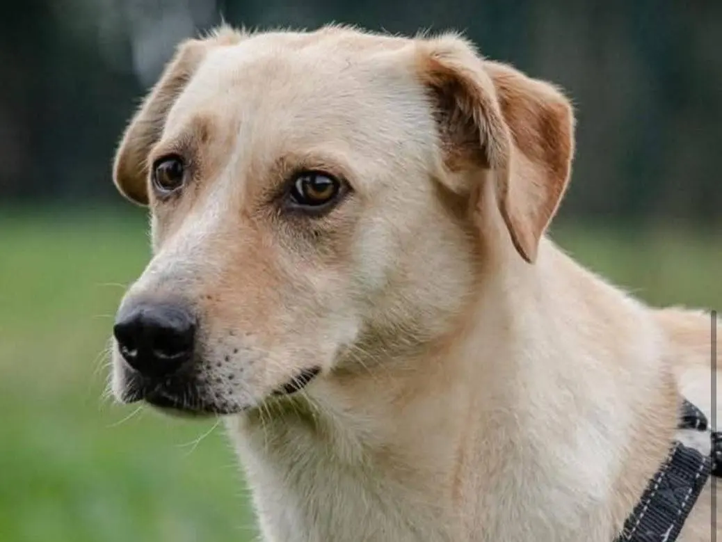 Adotta un cane, femmina, 8 anni e 10 mesi, Bergamo