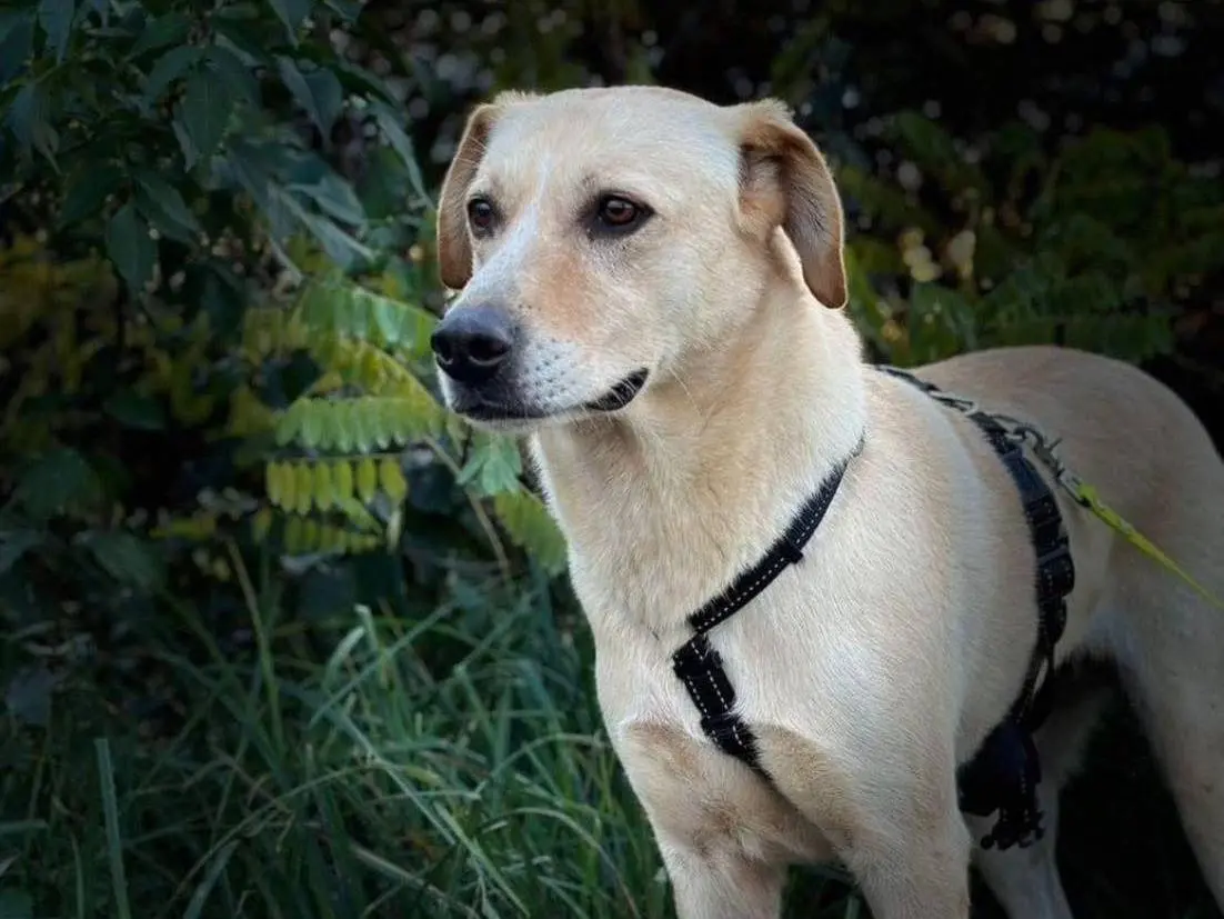 Adozione cane, femmina, Razza sconosciuta Razza sconosciuta, 8 anni e 10 mesi, taglia media, Bergamo