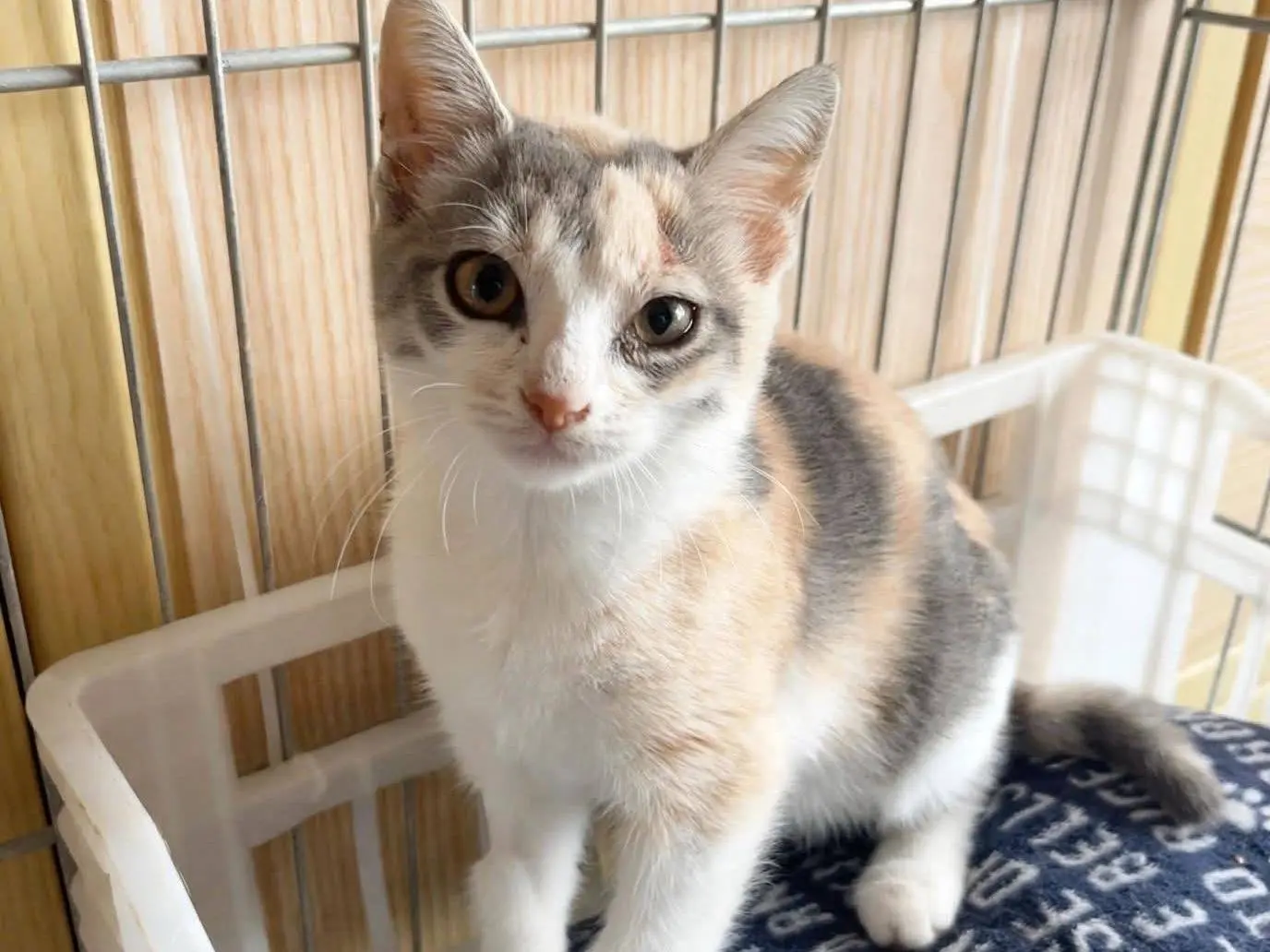 Adozione gatto, femmina, Razza sconosciuta Razza sconosciuta, 4 mesi, taglia non valida, Cosenza