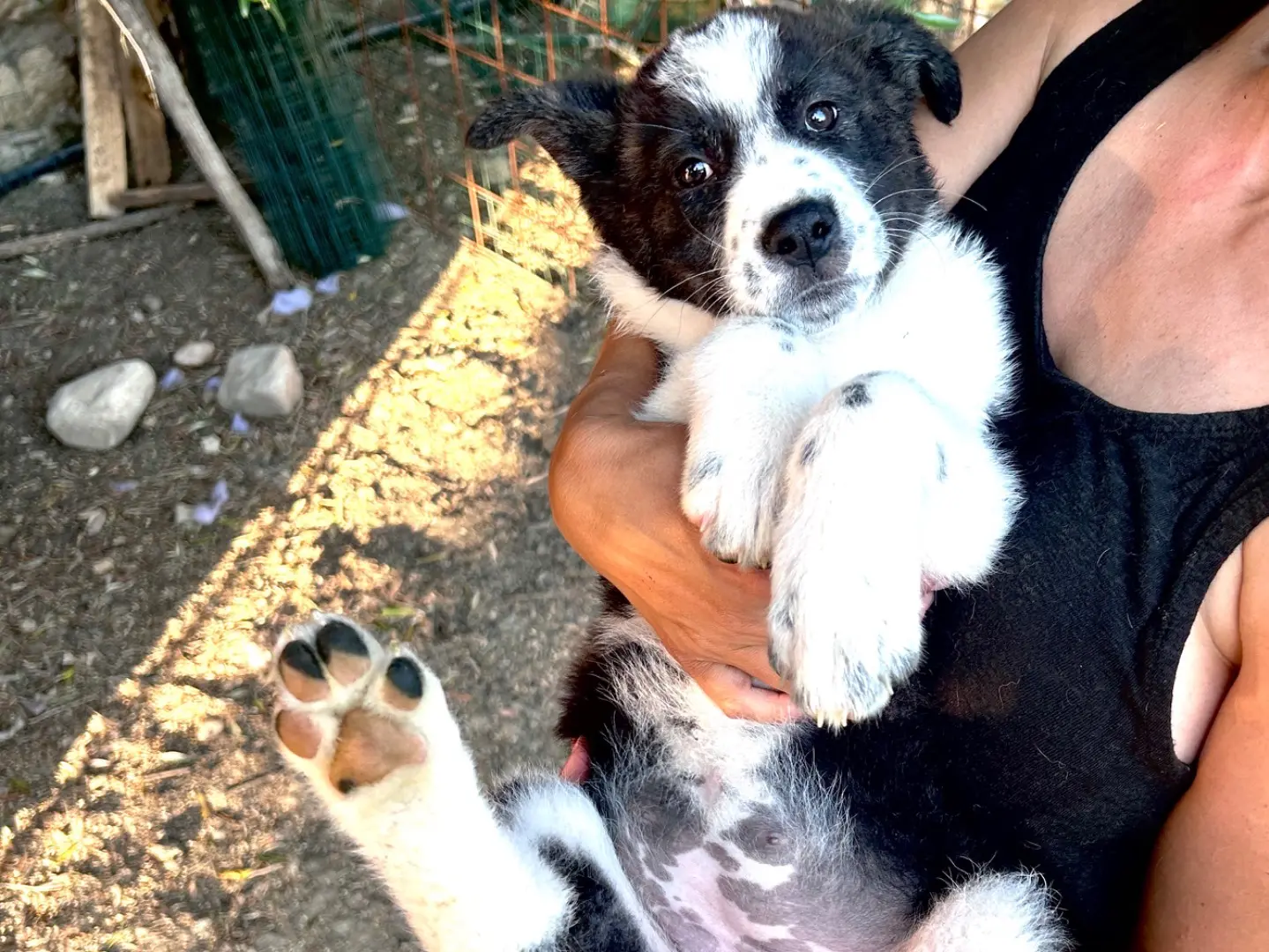 Vuoi adottare un cane a Chieti?