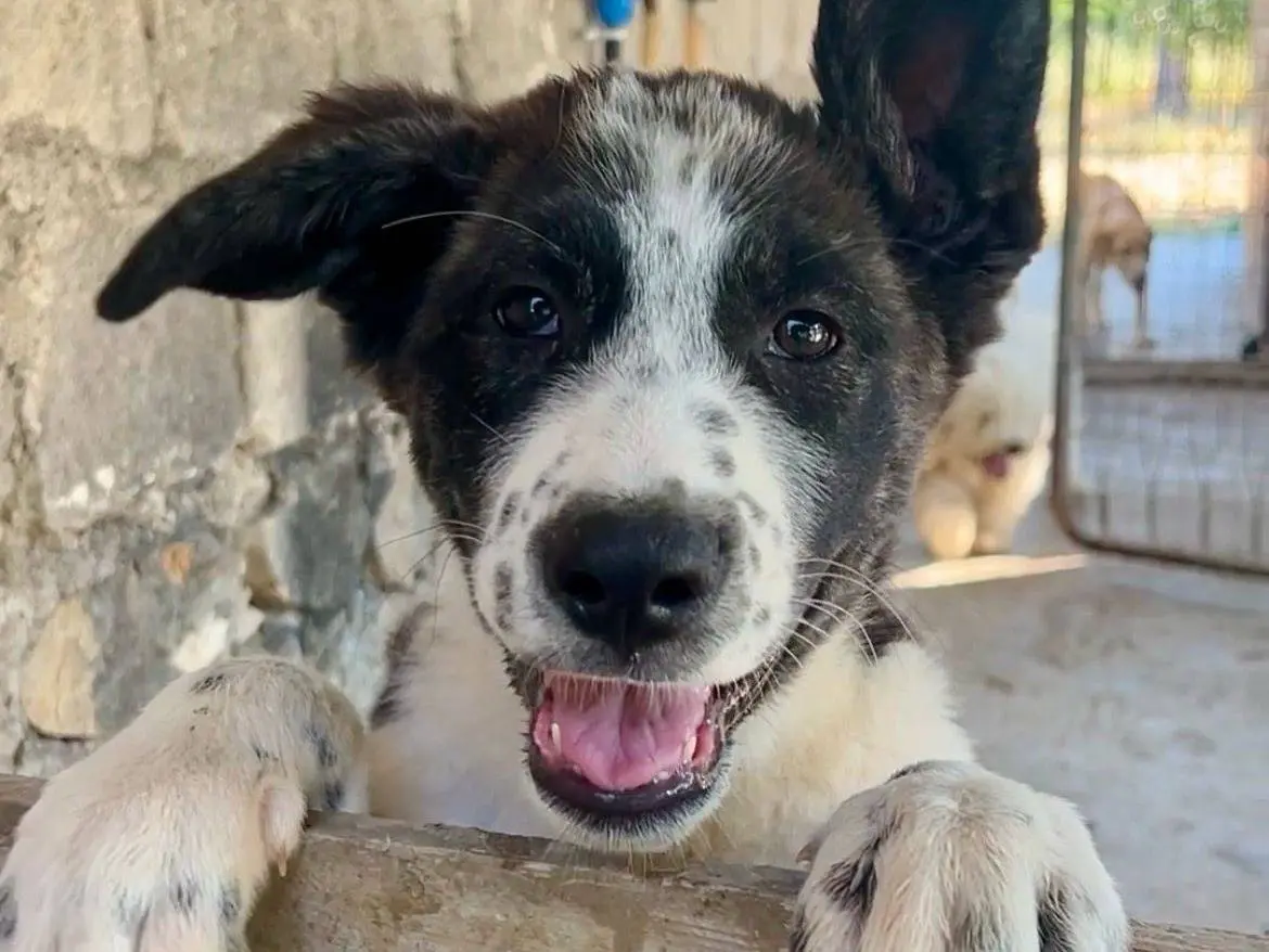 Adotta un cane, femmina, 6 mesi, Chieti