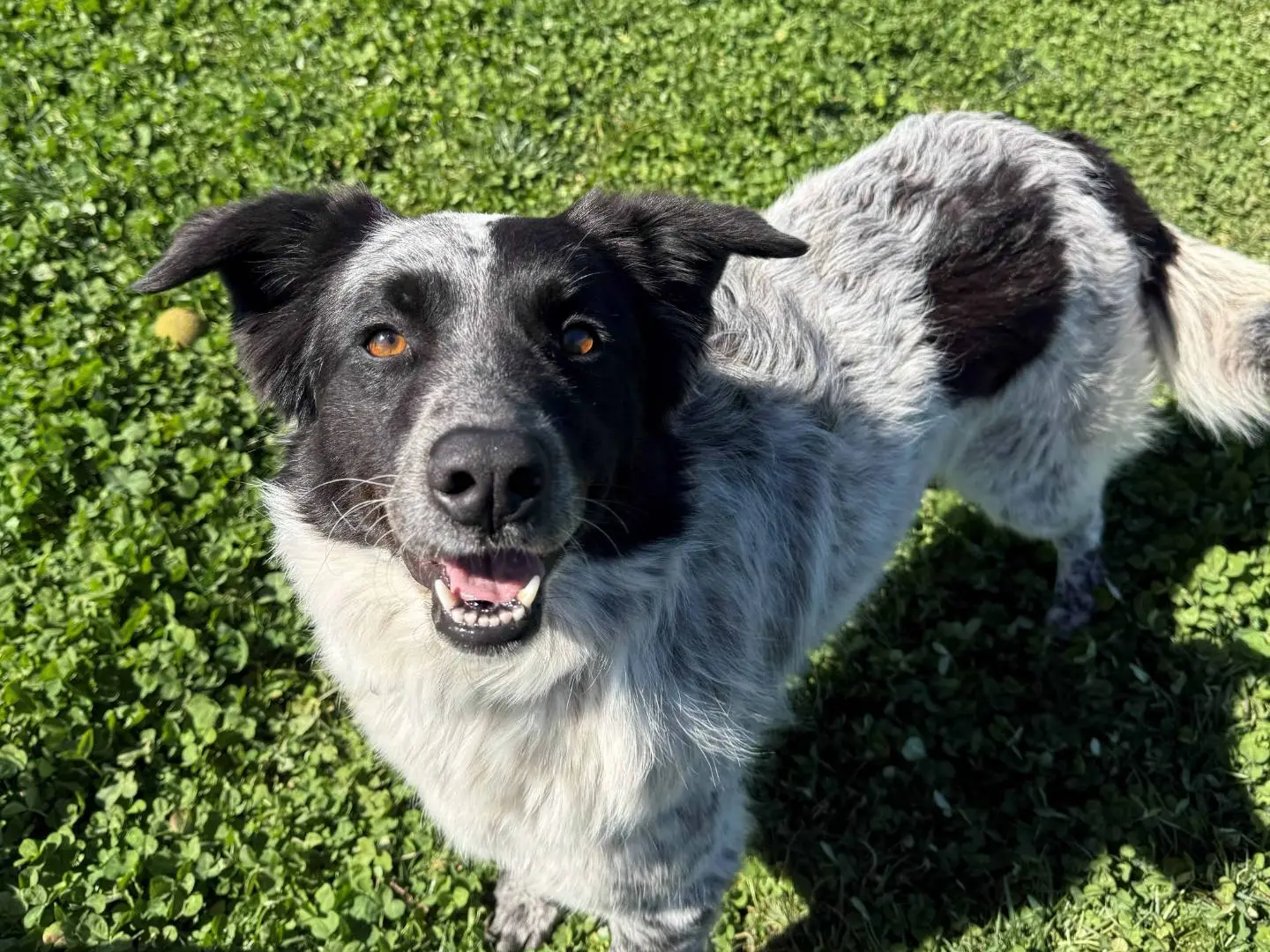 Adotta un cane, femmina, 3 anni, Milano