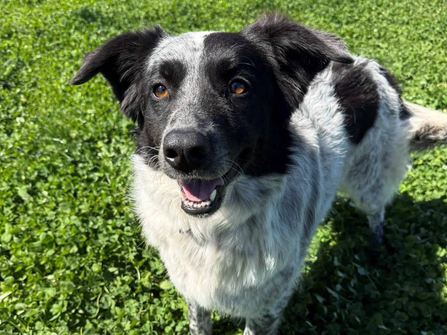 Adozione cane, femmina, Razza sconosciuta Razza sconosciuta, 3 anni, taglia media, Milano