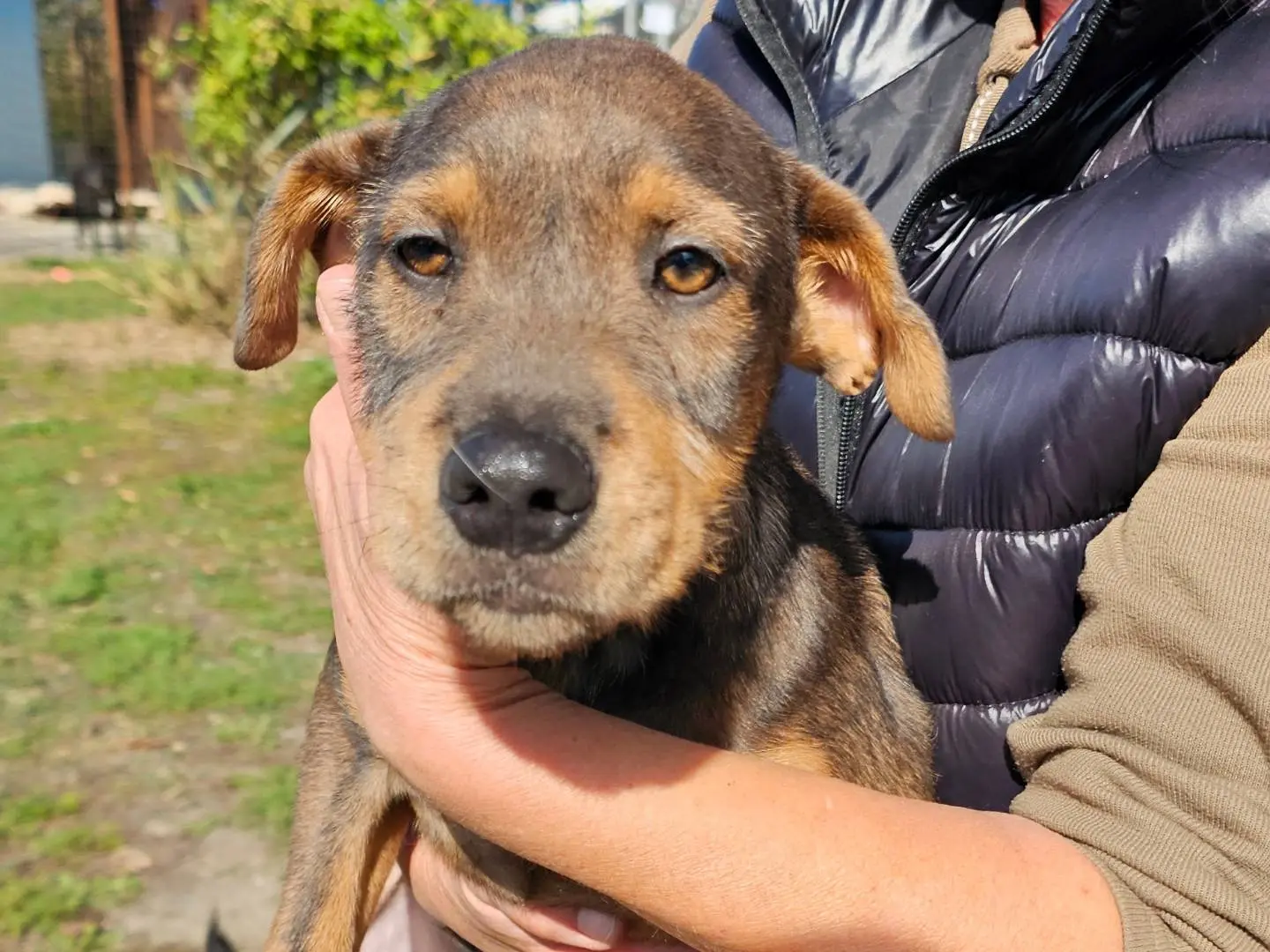 Adotta un cane, taglia media, maschio, Pavia