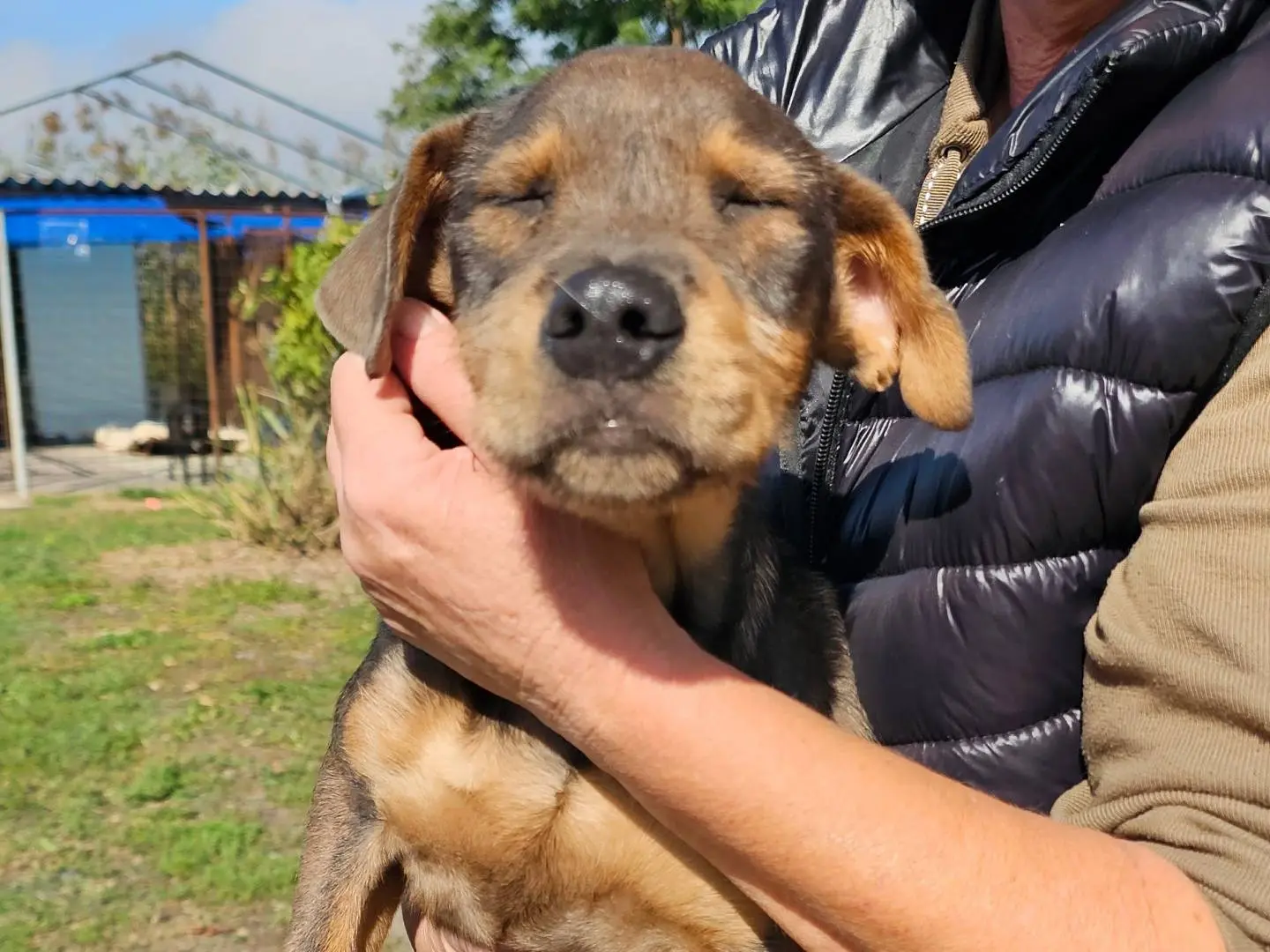 Adozione cane, maschio, Razza sconosciuta Razza sconosciuta, 3 mesi, taglia media, Pavia