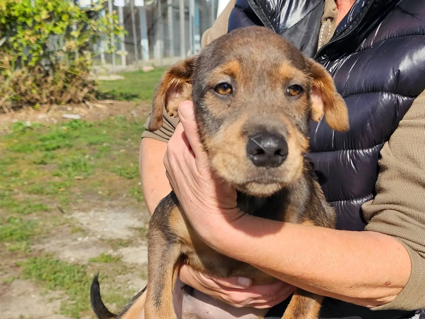 Adotta un cane, maschio, 3 mesi, Pavia